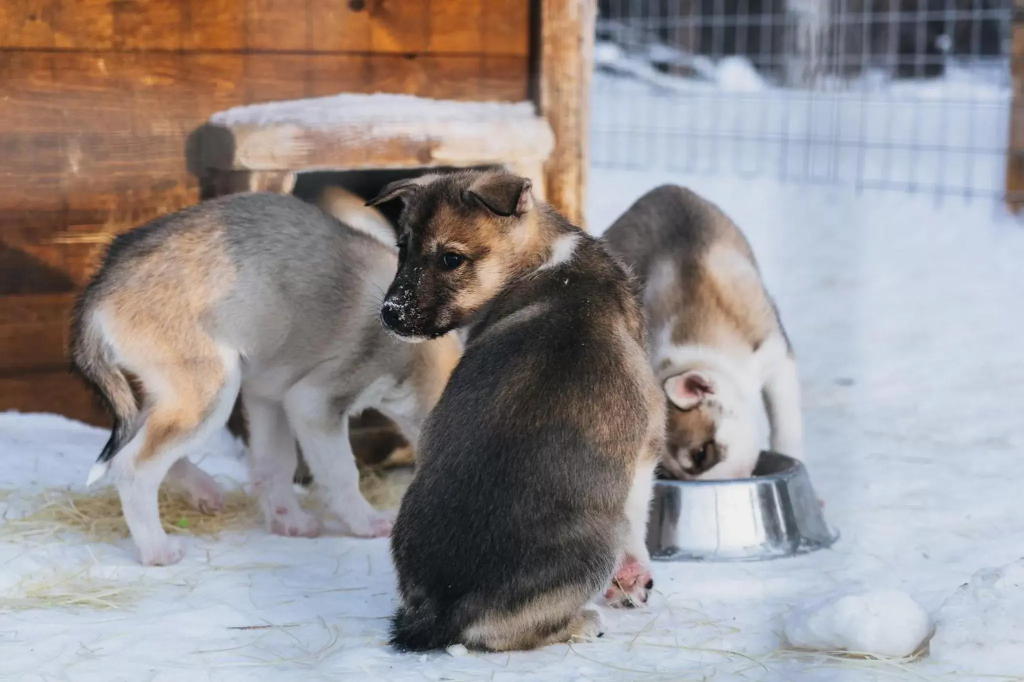 Day, Pets in Apukka Resort