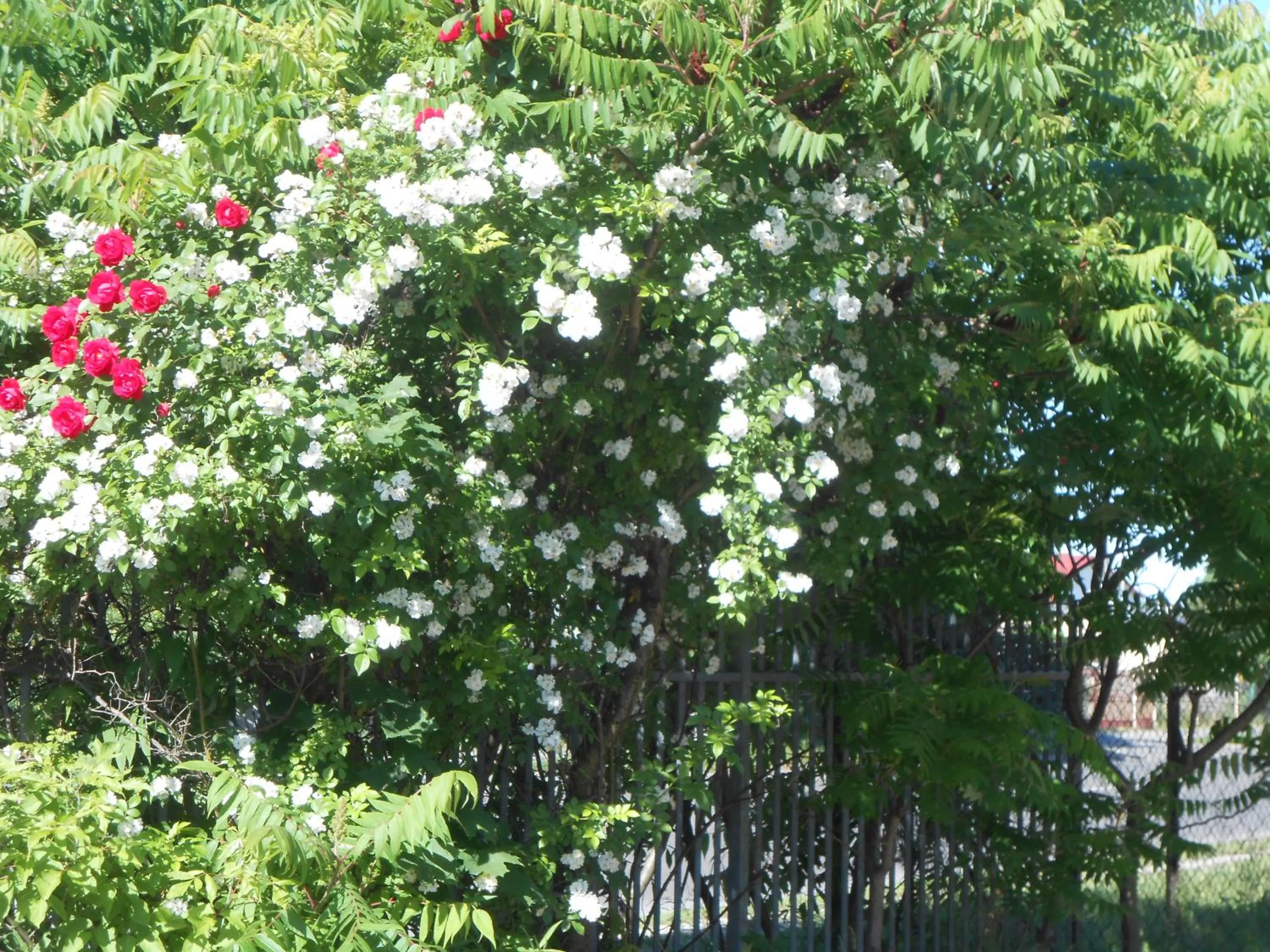Natural landscape in Hotel As