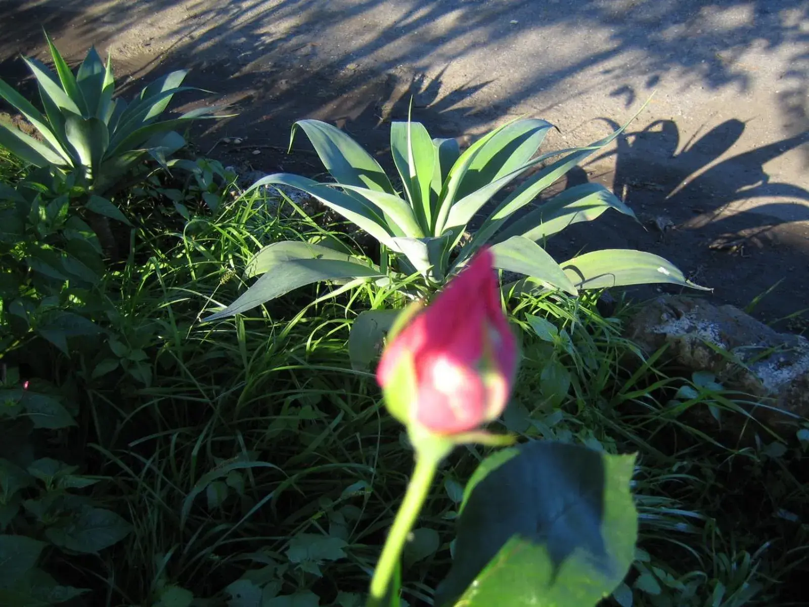 Garden in Etna Hotel