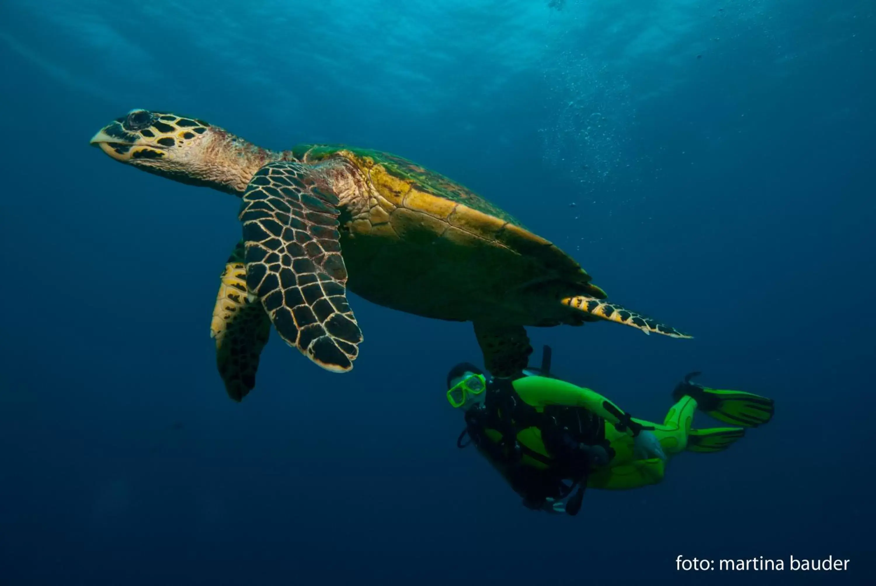 Diving, Other Animals in Wellbeach Dive Resort