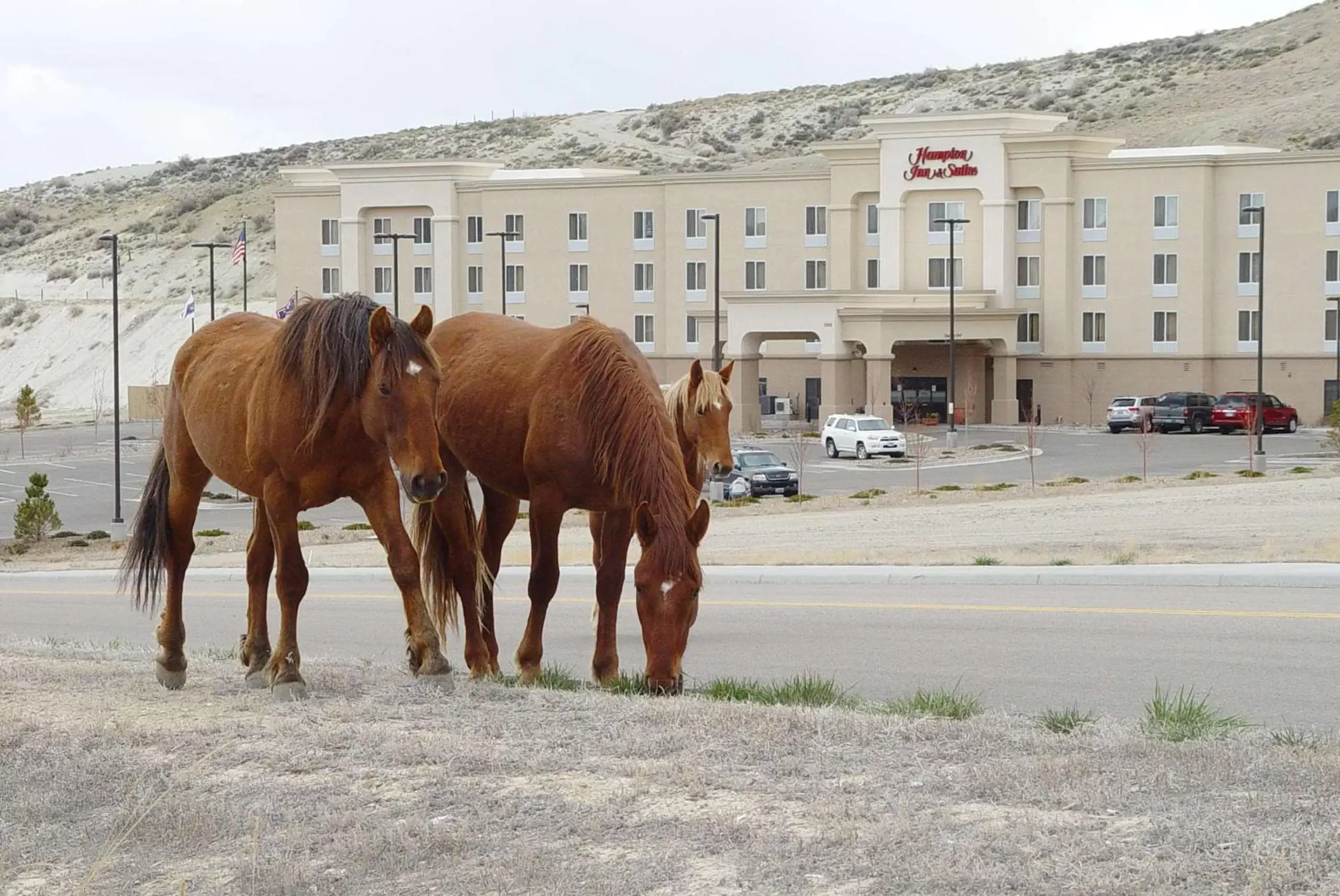 Property building, Other Animals in Hampton Inn & Suites Green River