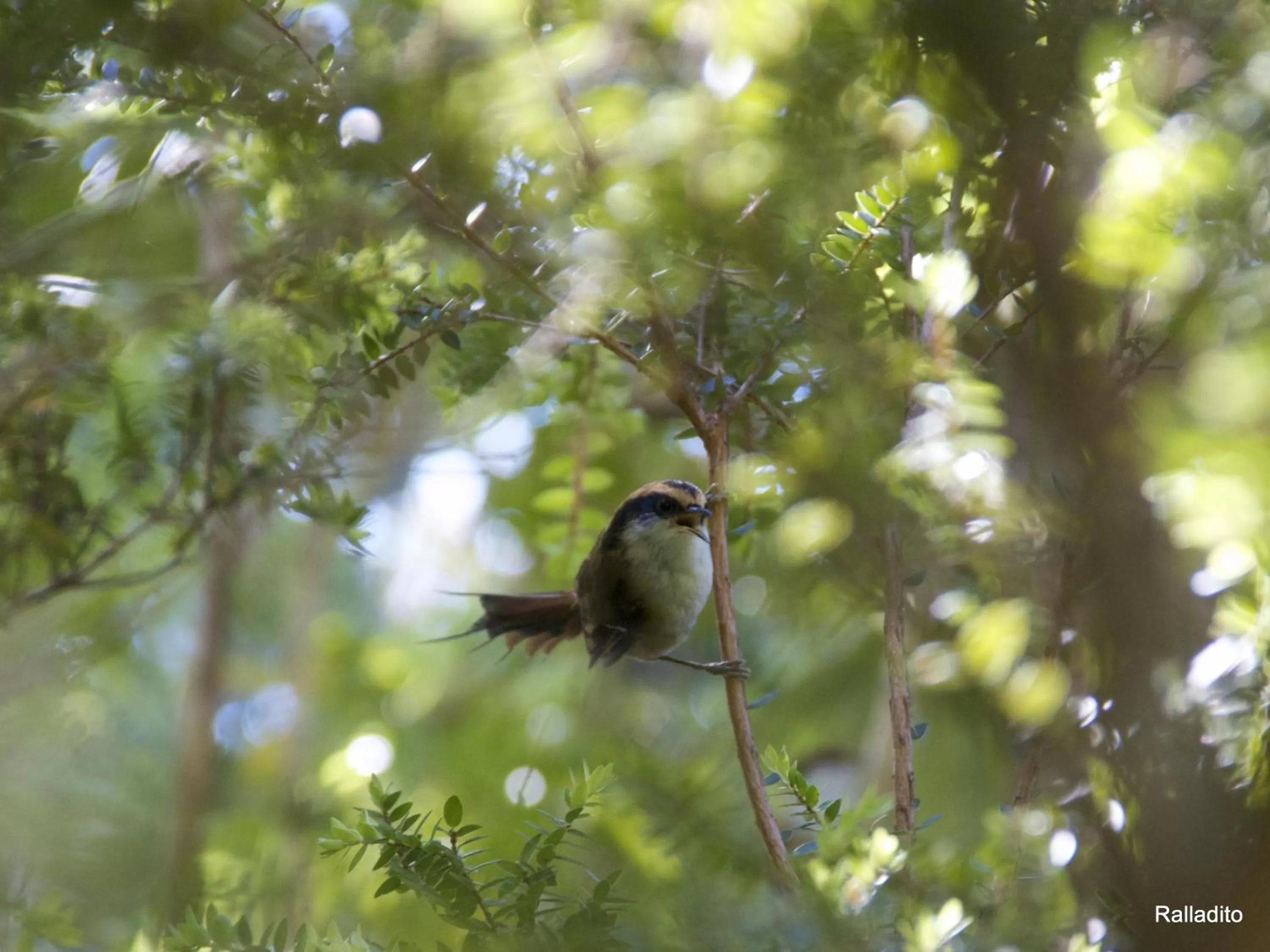 Other, Other Animals in Posada Queulat