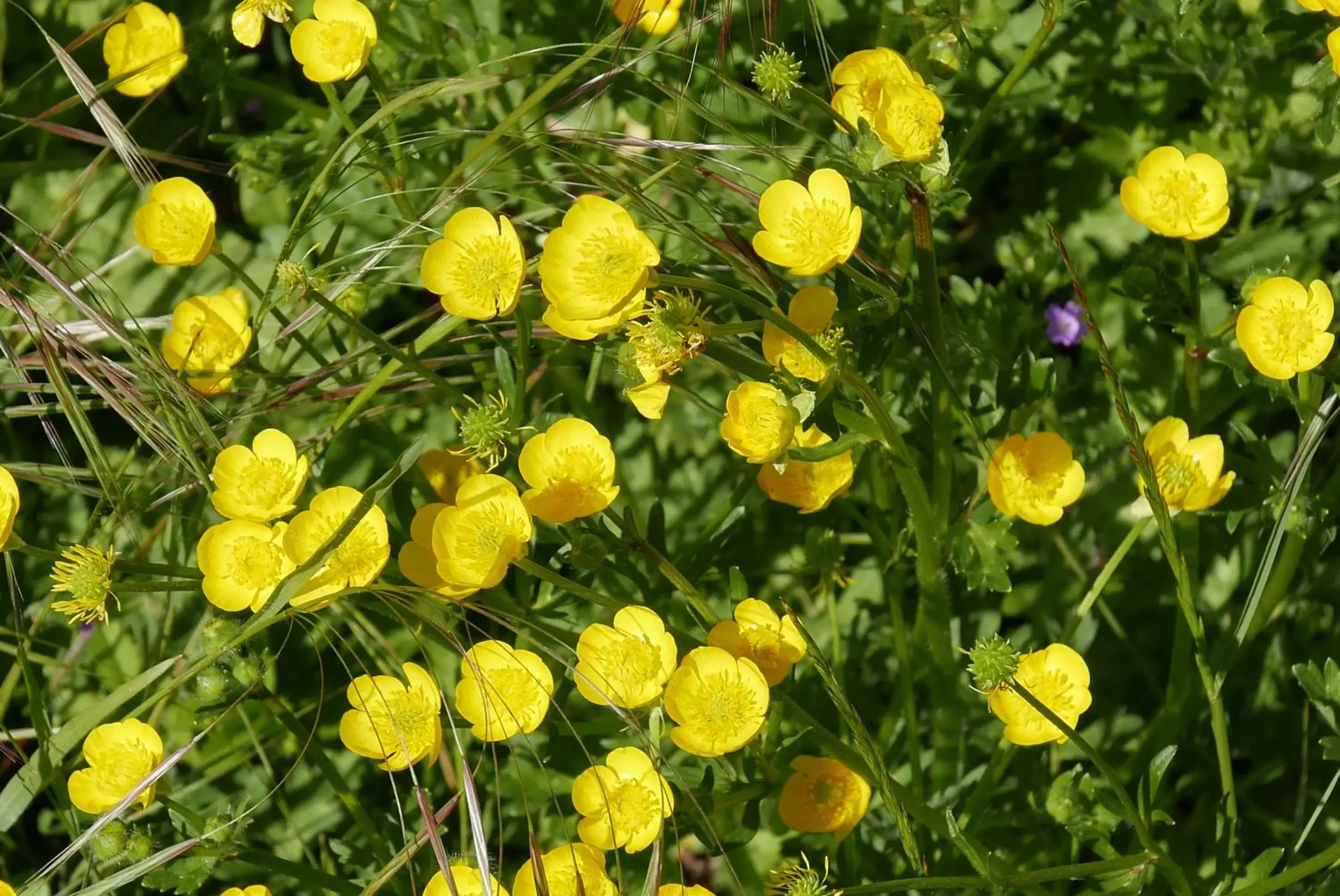 Natural landscape, Other Animals in Villa Cavalletti Appartamenti