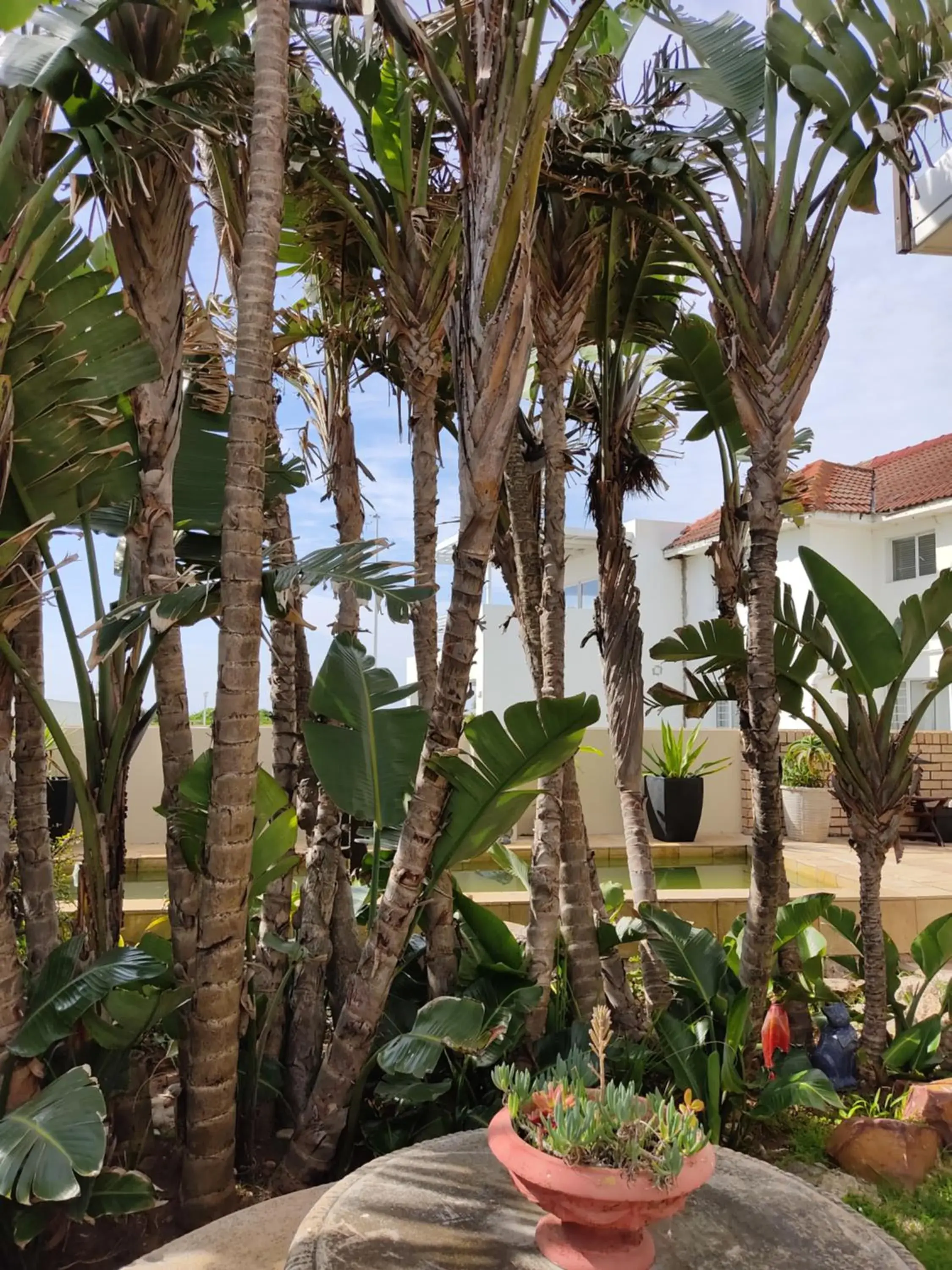 Garden in Palm Beach Guesthouse