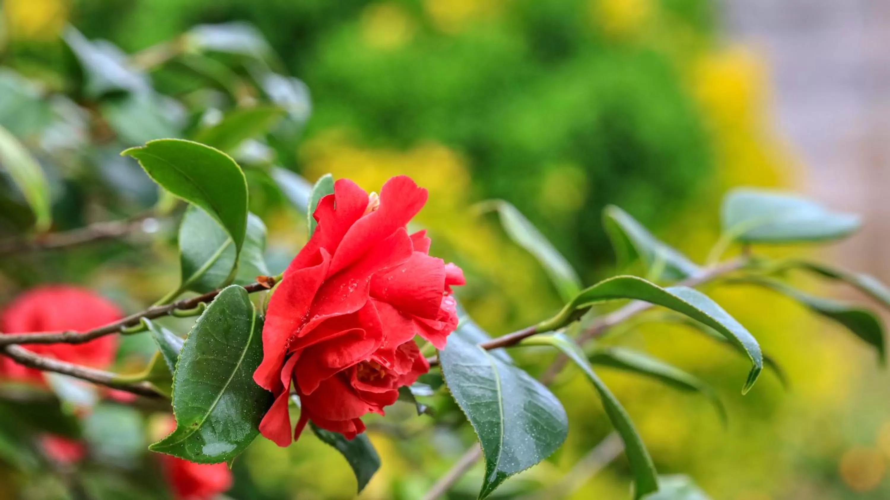 Garden in Country Gardens Motor Inn