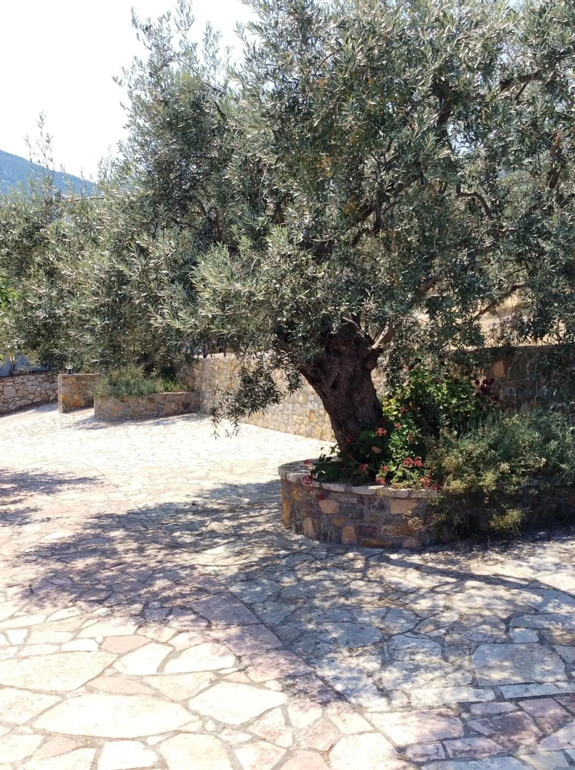 Garden in Angelica Villas Hotel Apartments