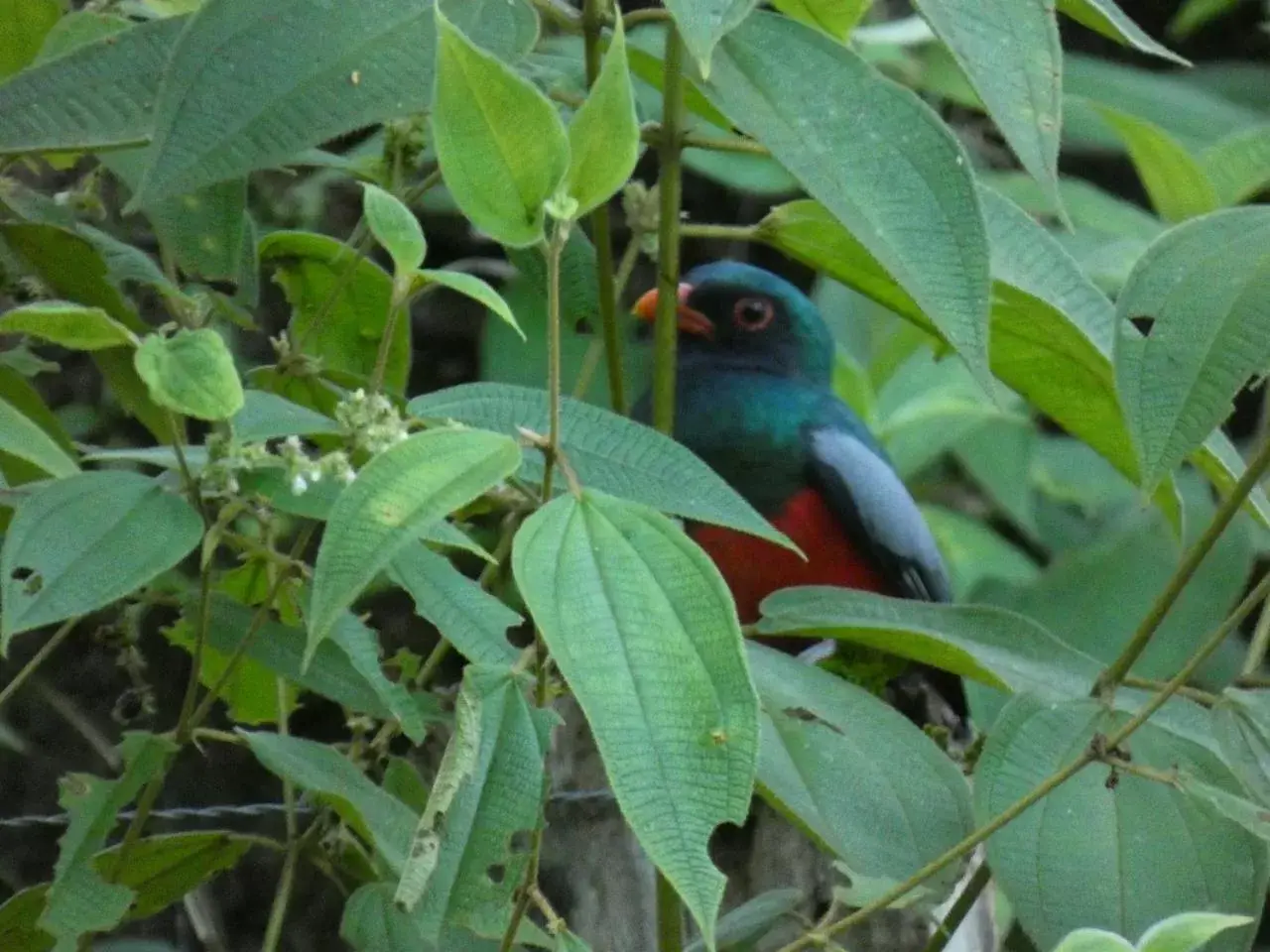 Other Animals in Iguanitas Lodge