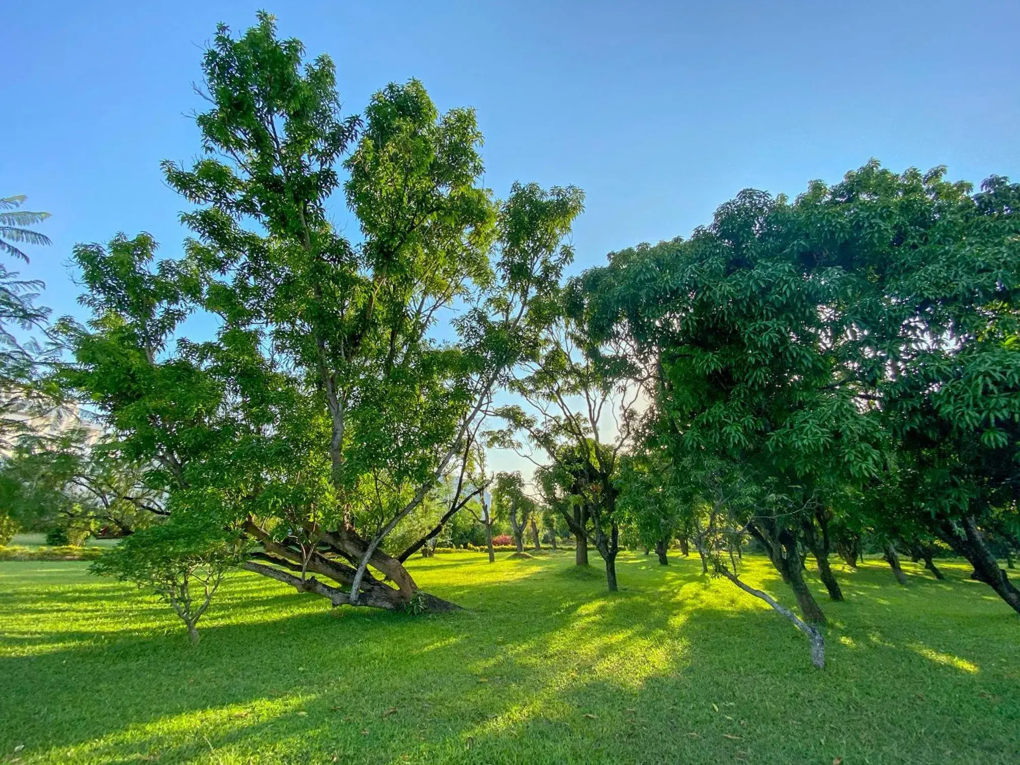 Natural landscape, Garden in Trident Bhubaneswar