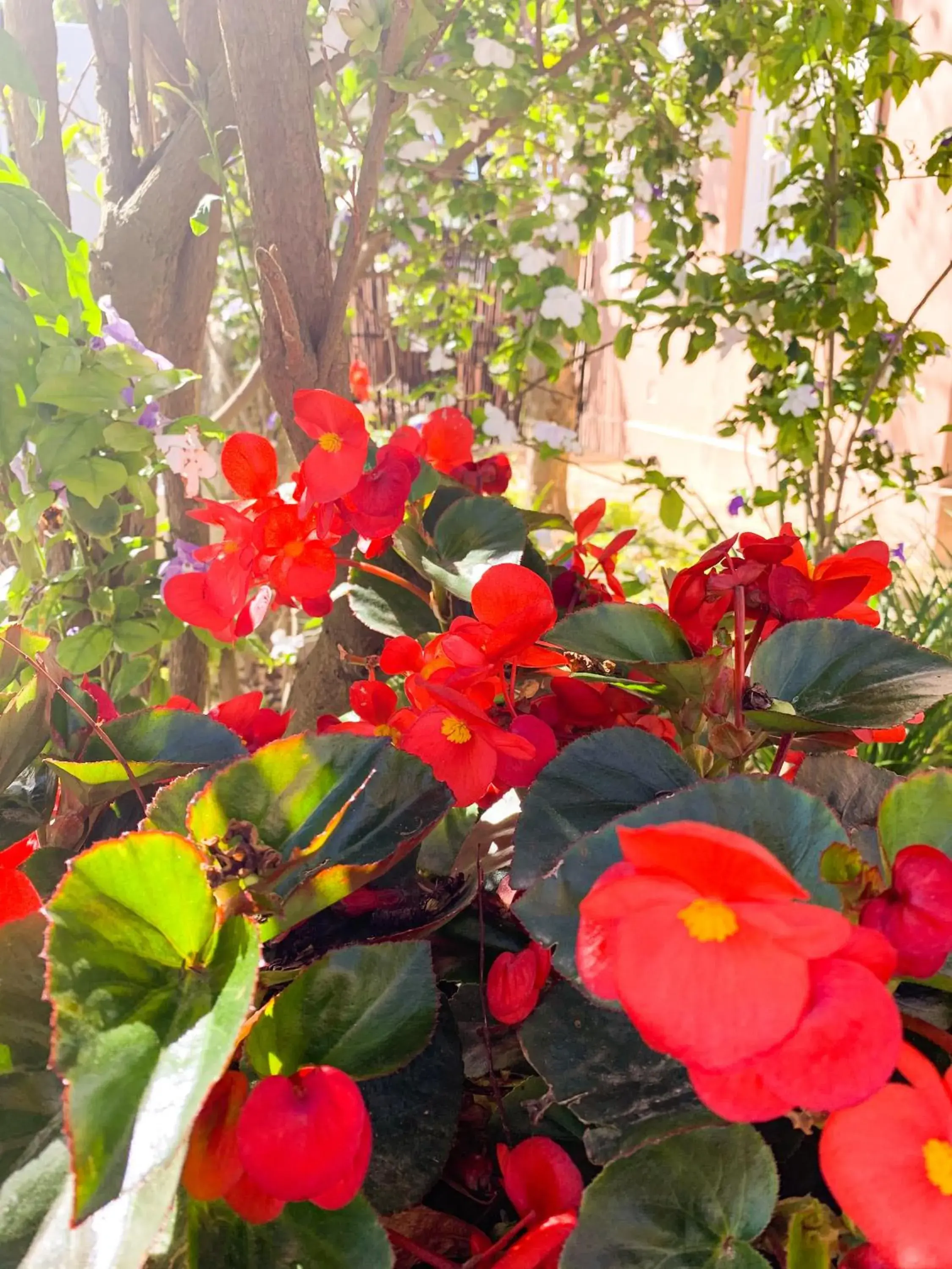 Garden in Just Joey Lodge