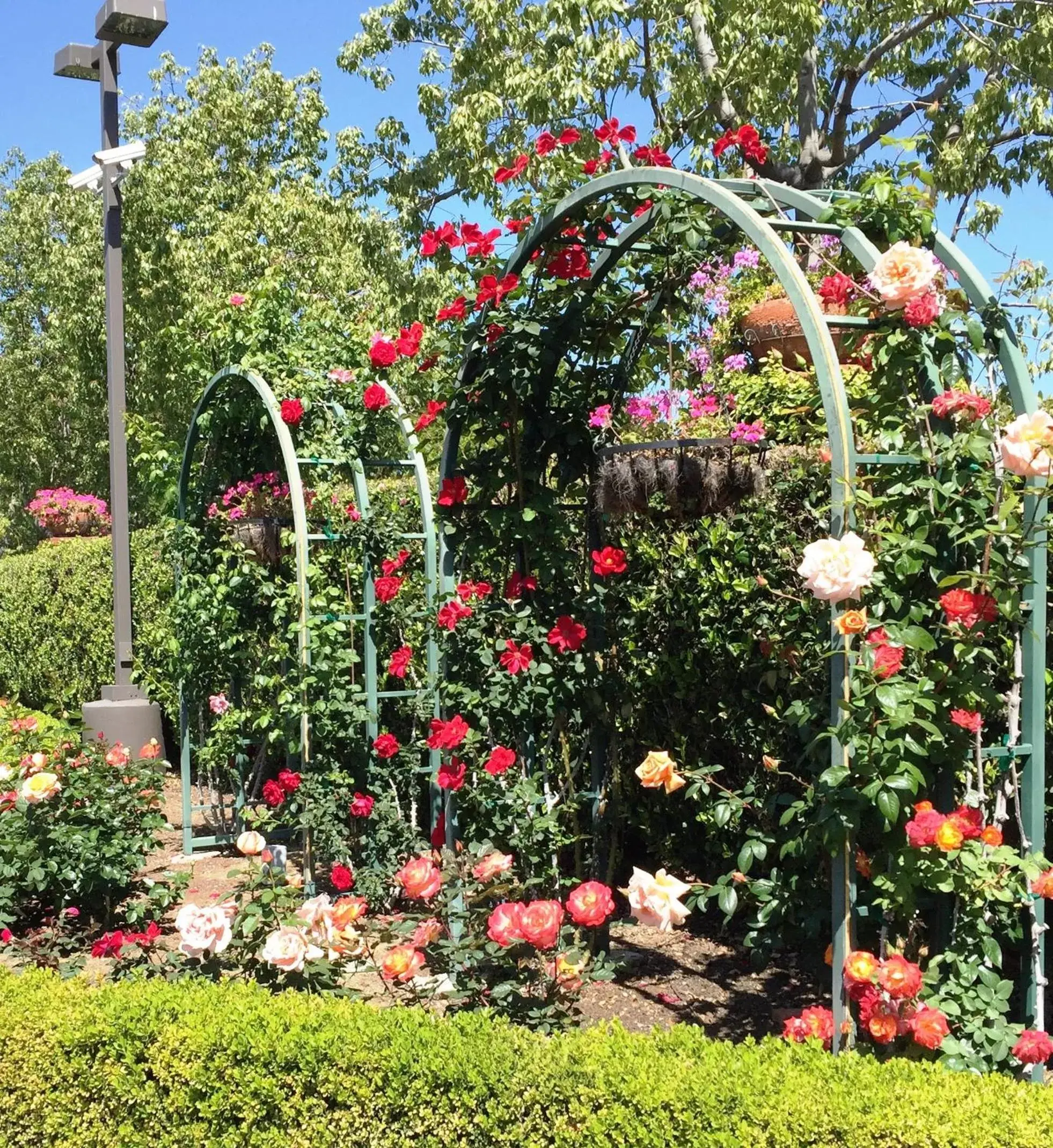 Garden in Laguna Hills Lodge-Irvine Spectrum