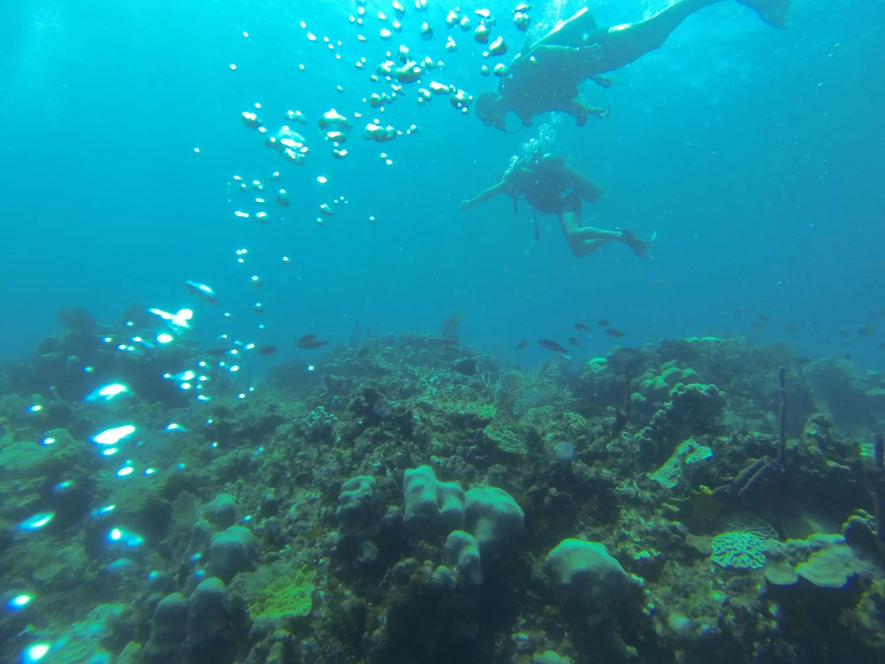 Diving, Snorkeling/Diving in Riviera Punta Cana Eco Travelers
