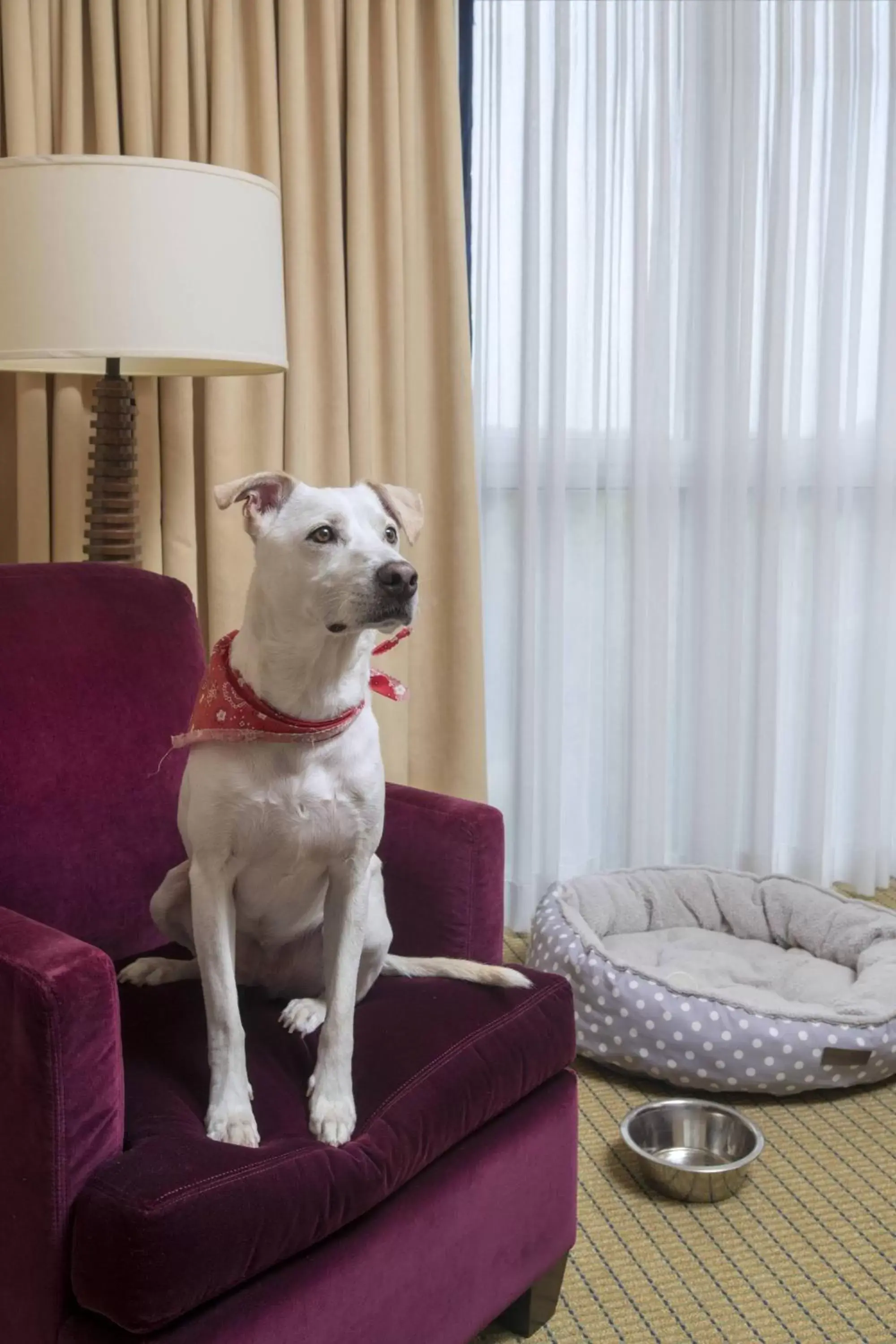 Photo of the whole room, Pets in Marriott Dallas/Fort Worth Westlake