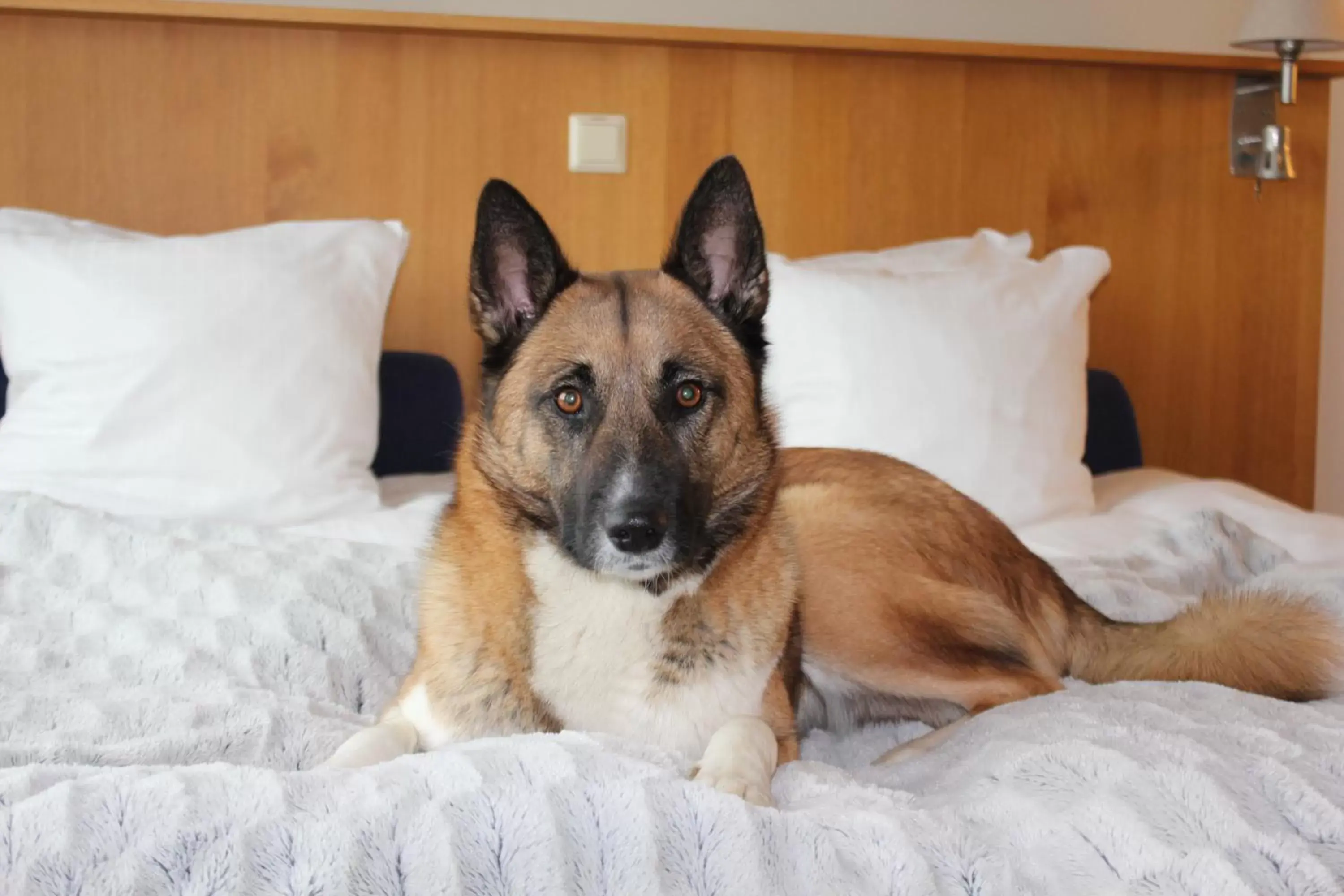 Pets in Best Western Hotel Halland