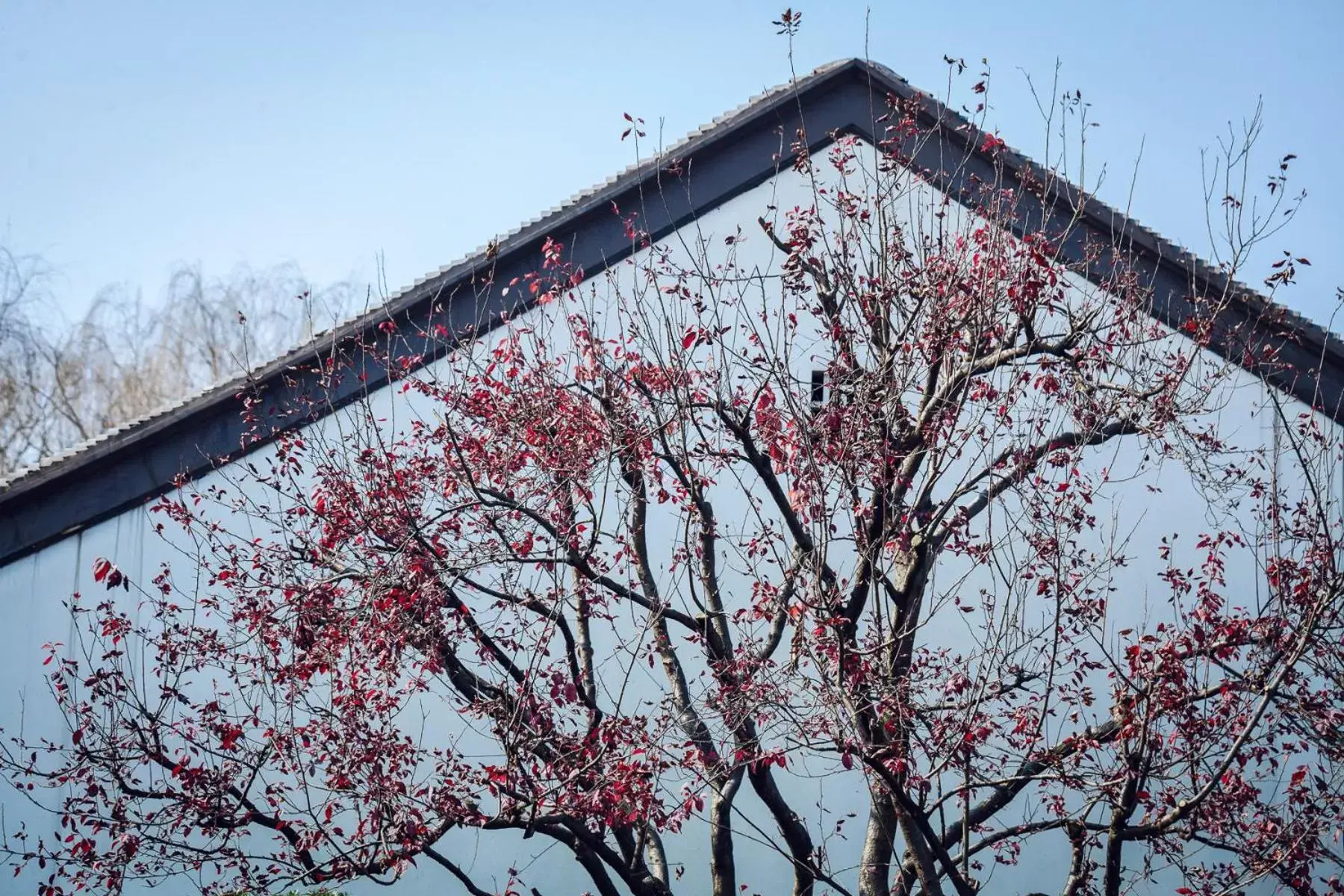 Garden view in Four Seasons Hotel Hangzhou at West Lake