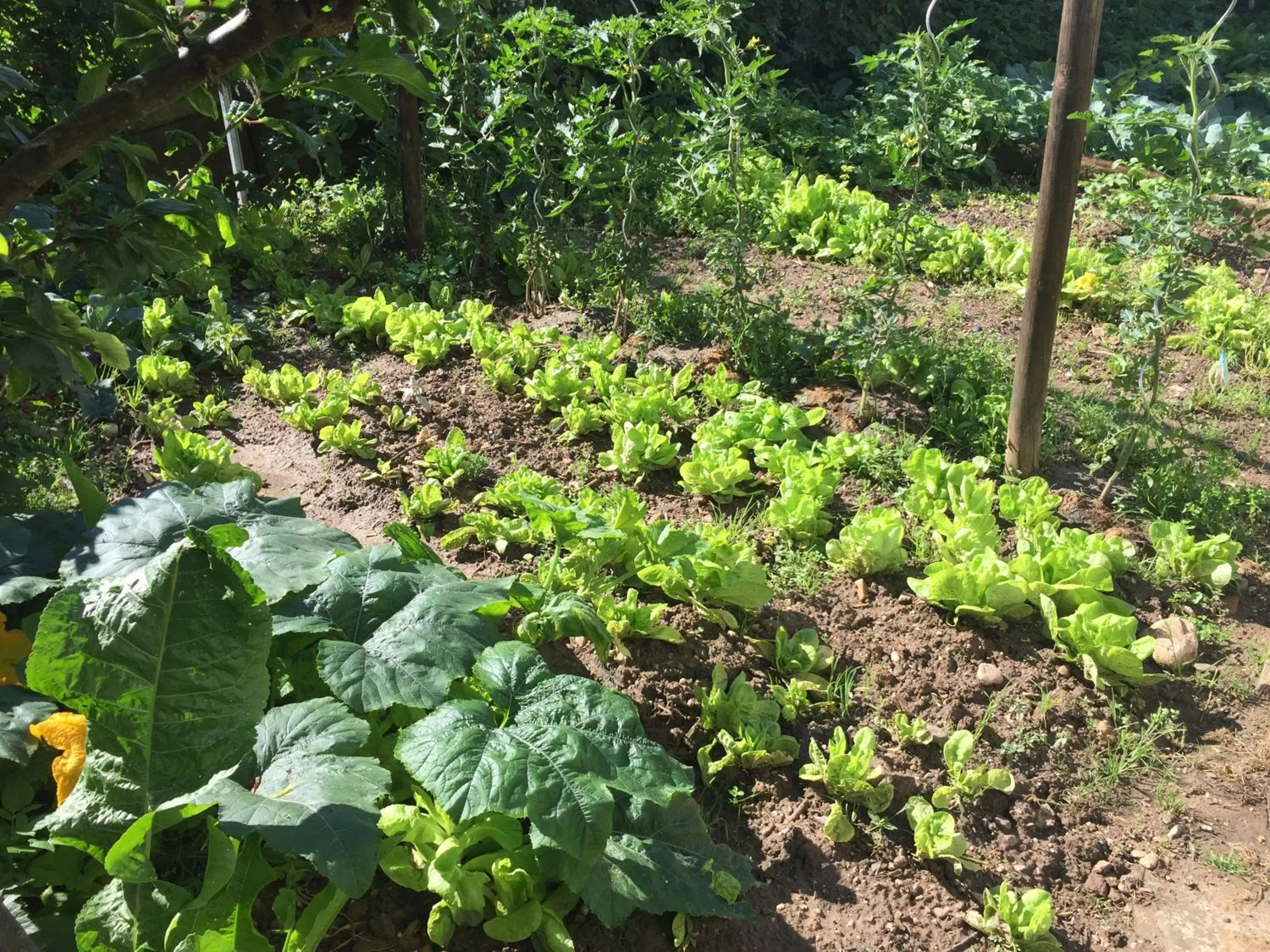 Garden in Jugendstil-Hof