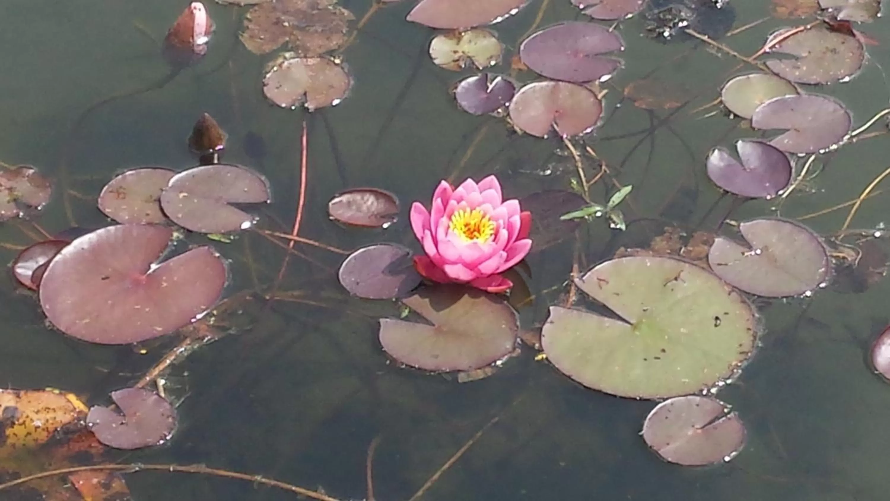 Decorative detail in B&B Bovenweg