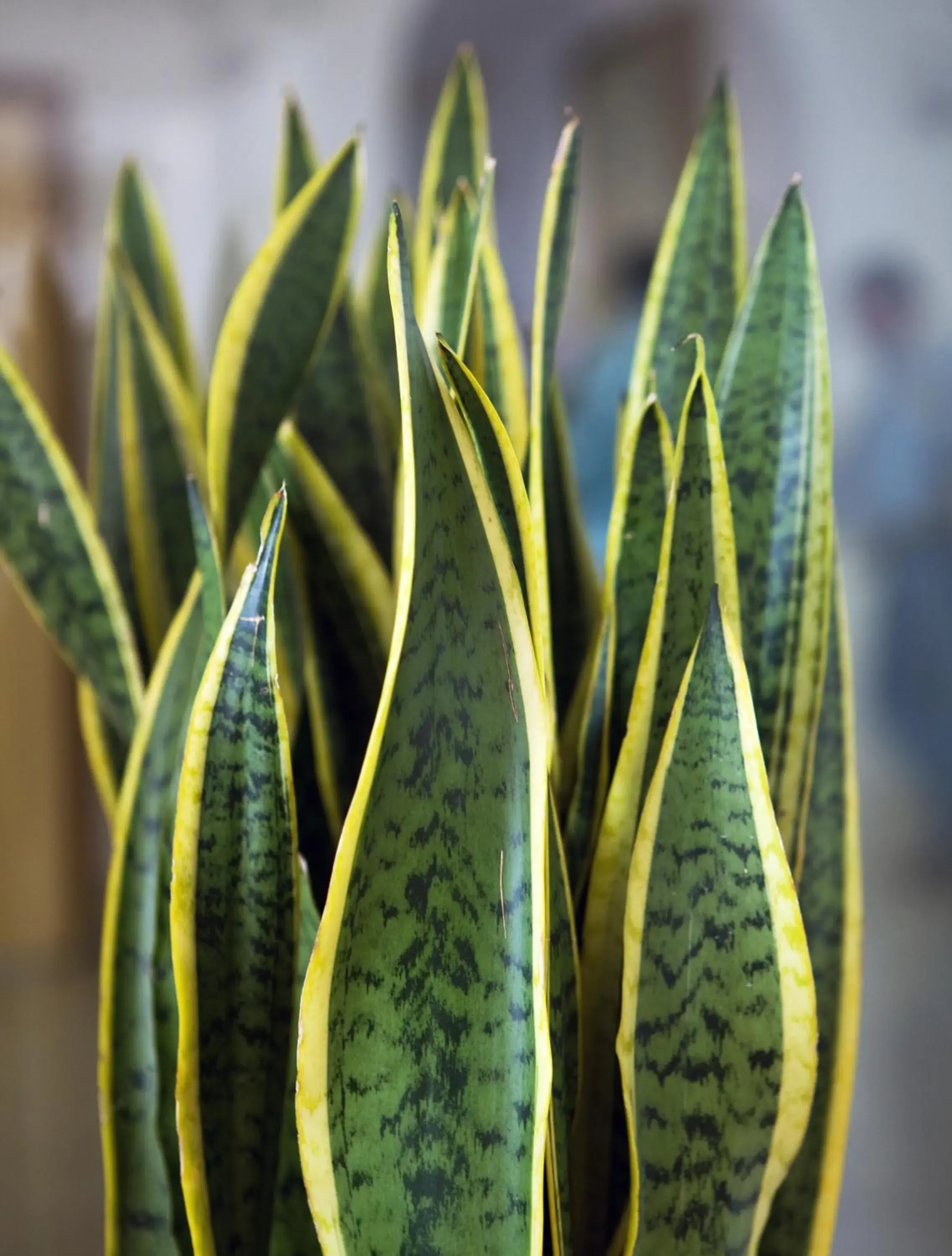 Decorative detail in Hotel La Floridiana