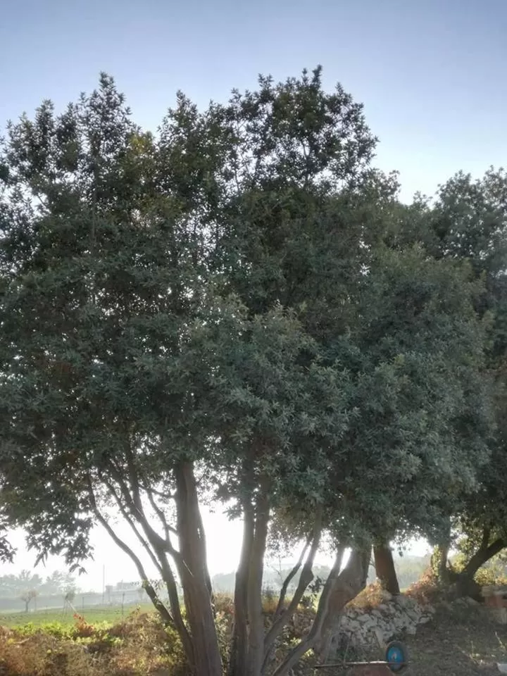 Le Dimore Del Sarto Polignano a mare