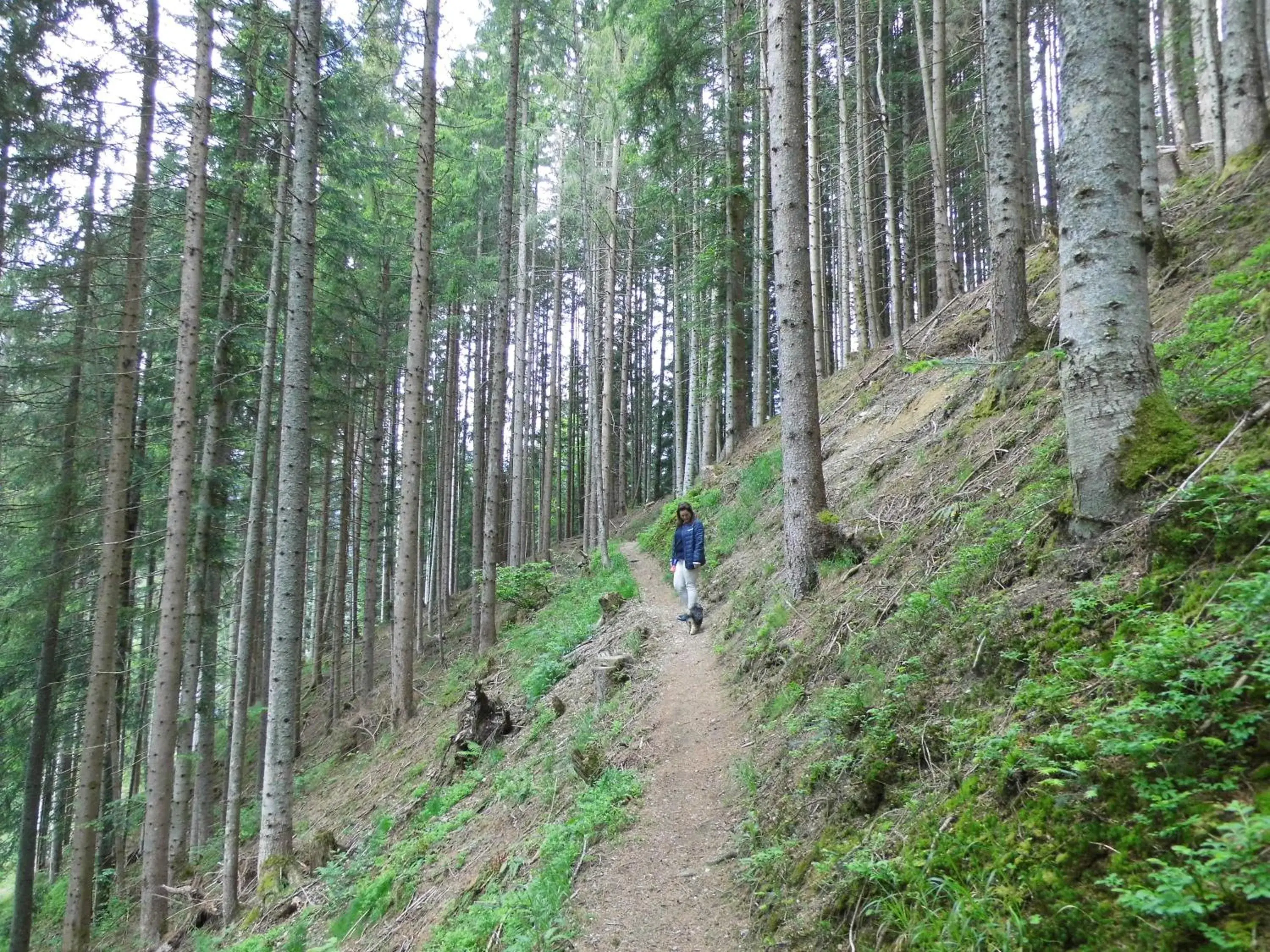 Natural Landscape in Alpenhof