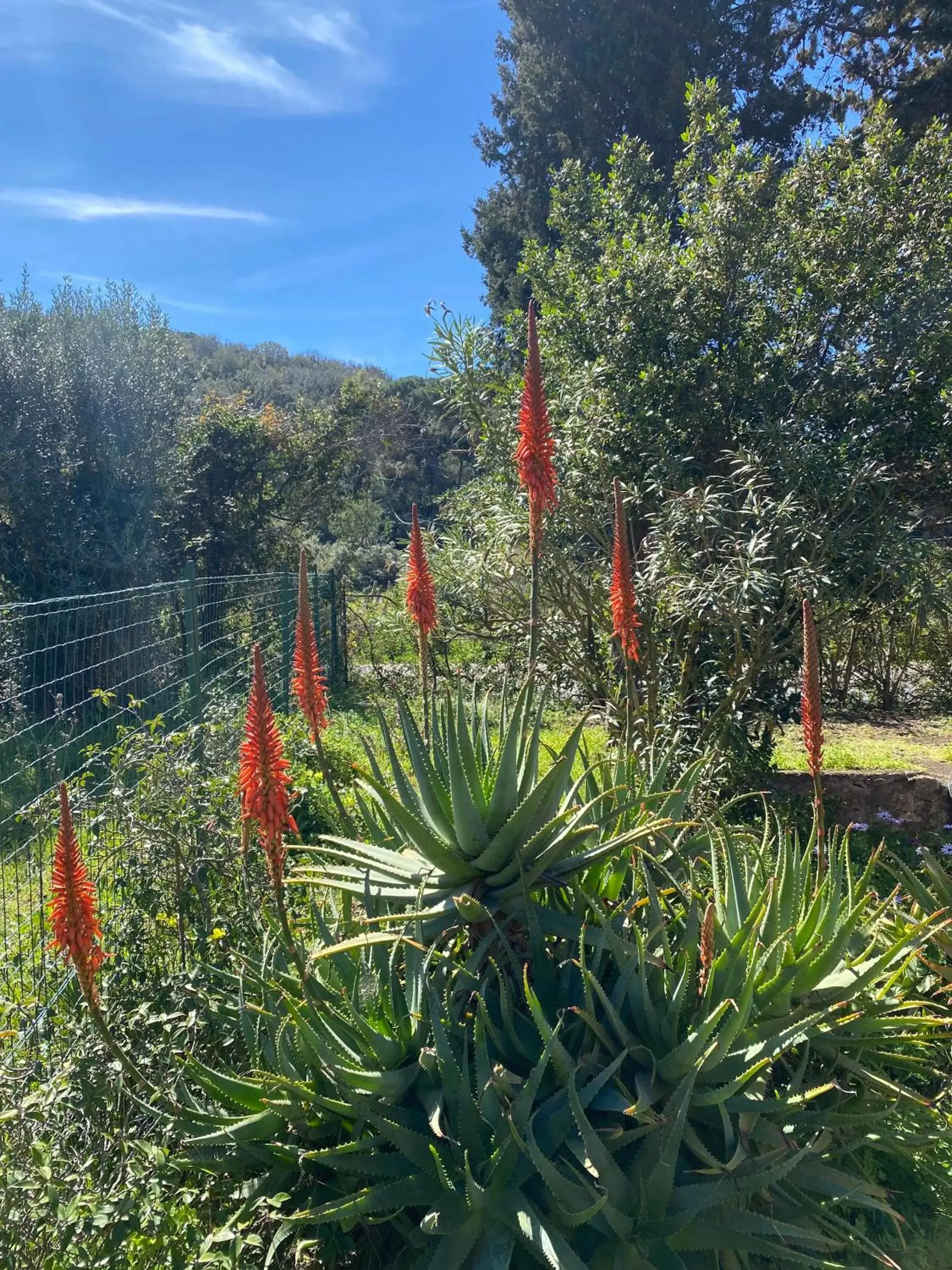 Garden in Villa Gaia