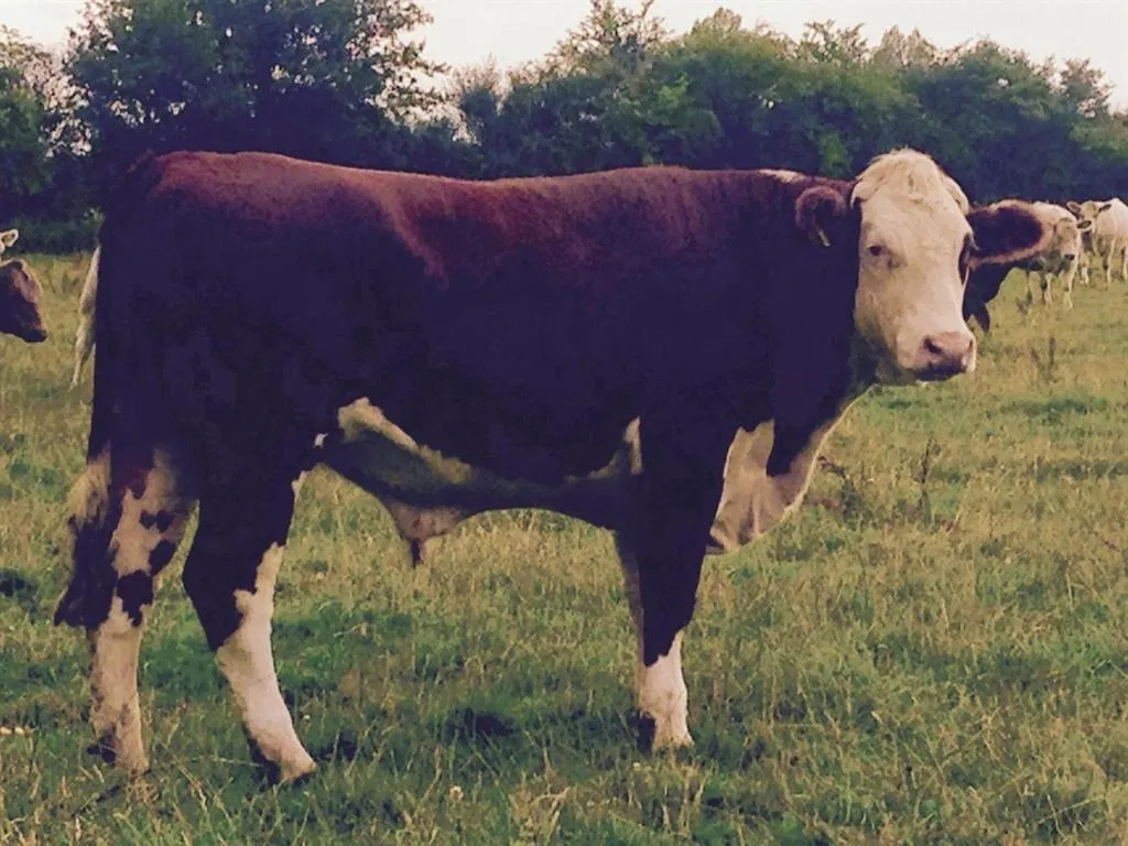 Other in Battens Farm Cottages B&B