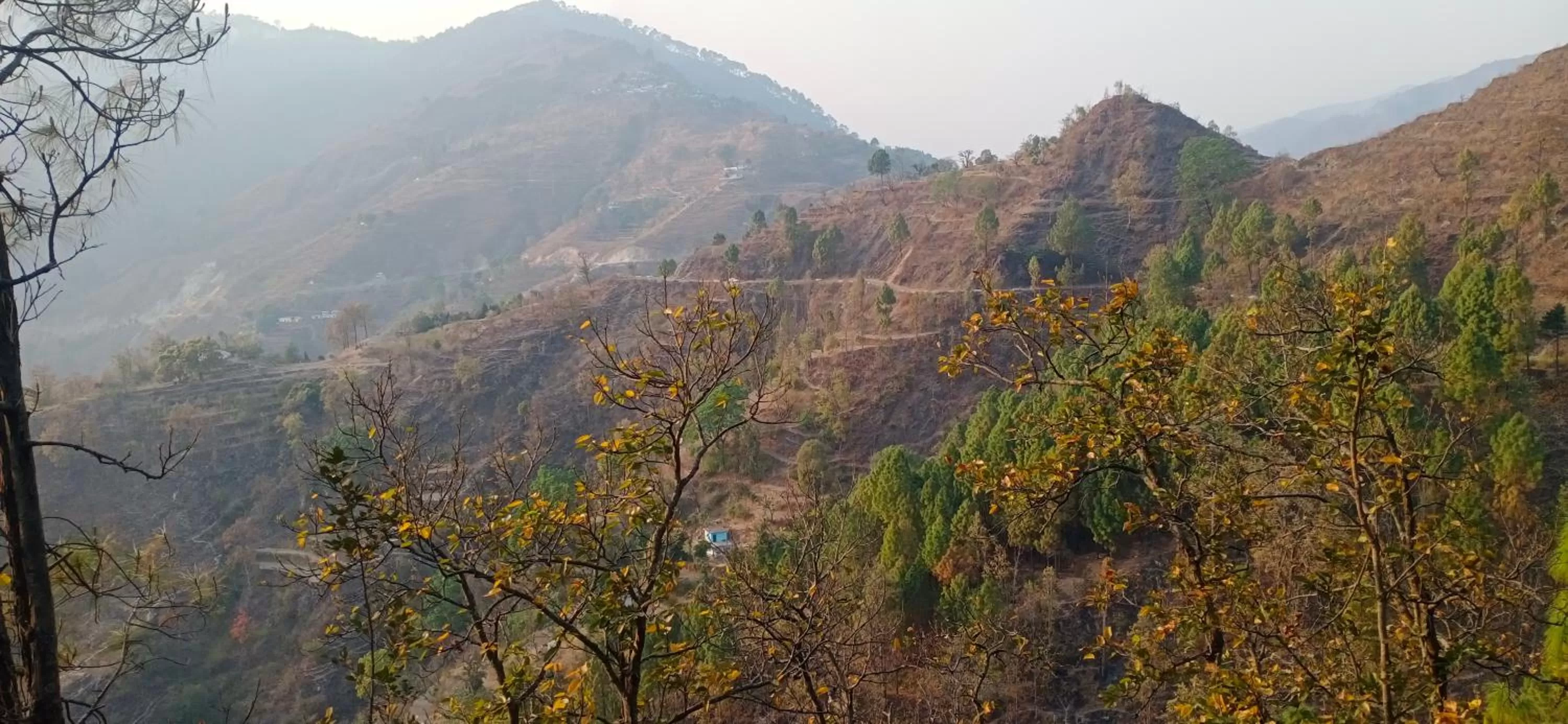 View (from property/room), Natural Landscape in Blue Pine Orchards - Villas