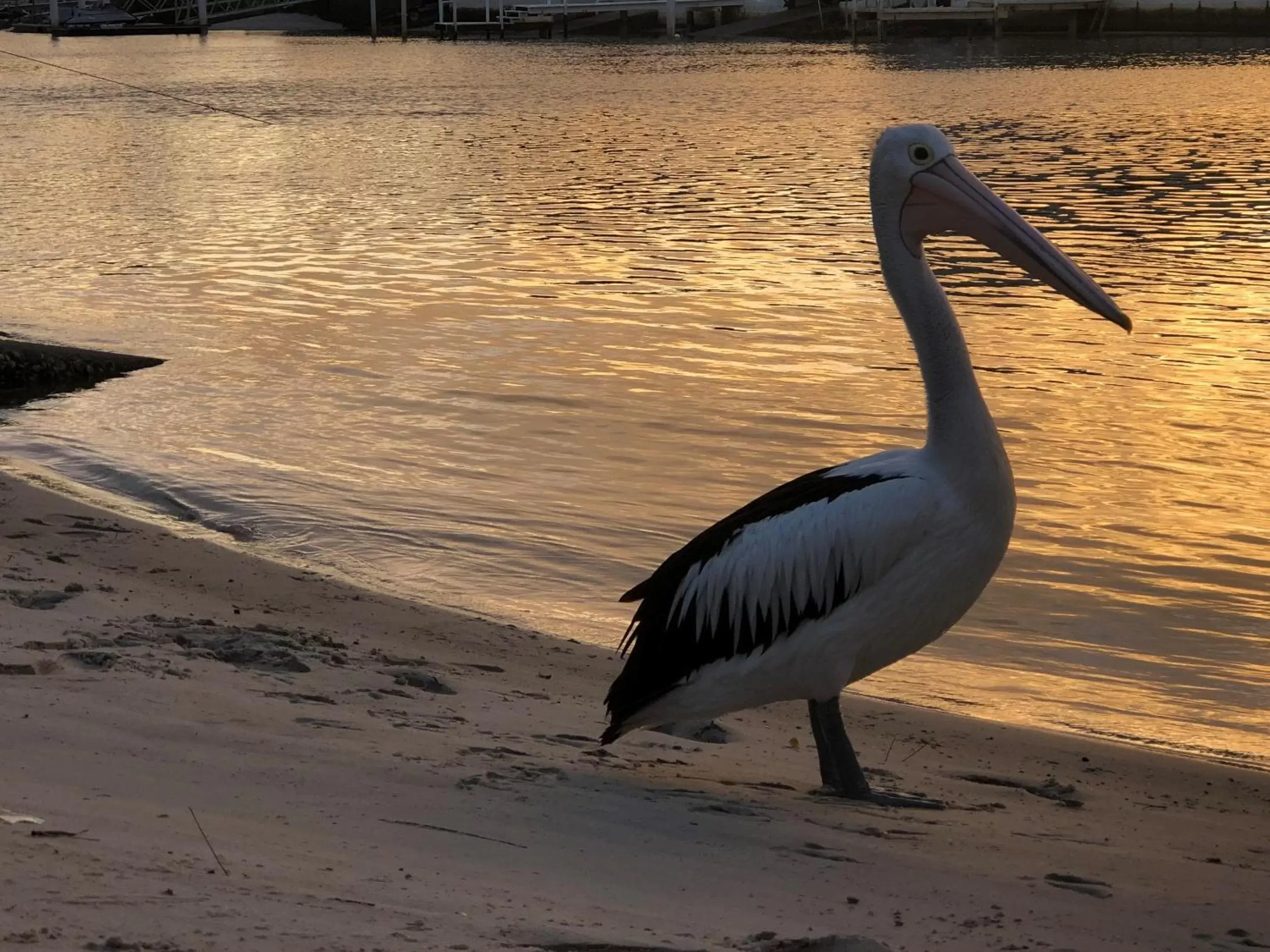 Beach, Other Animals in Pelican Cove Apartments