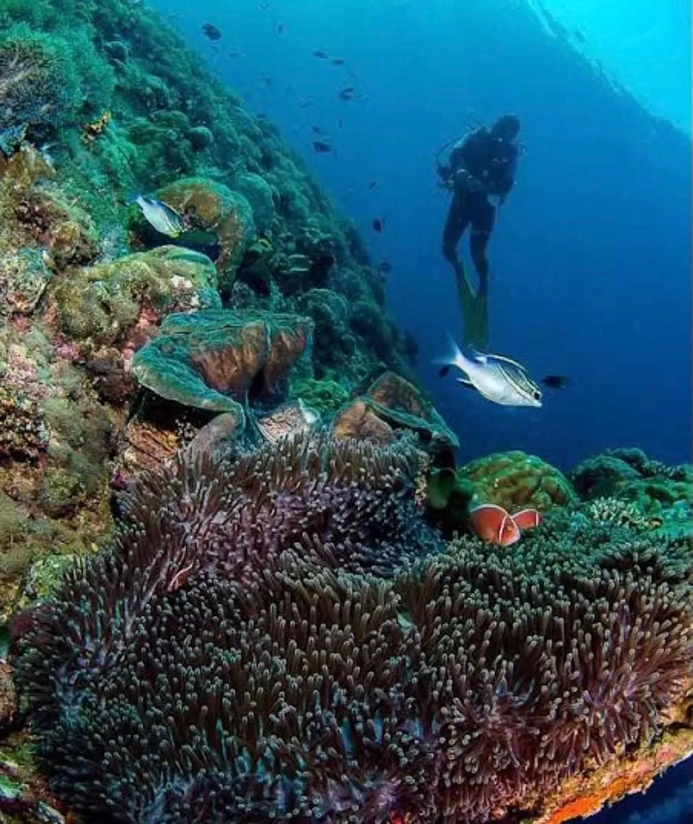 Diving in The Philip Ann Resort