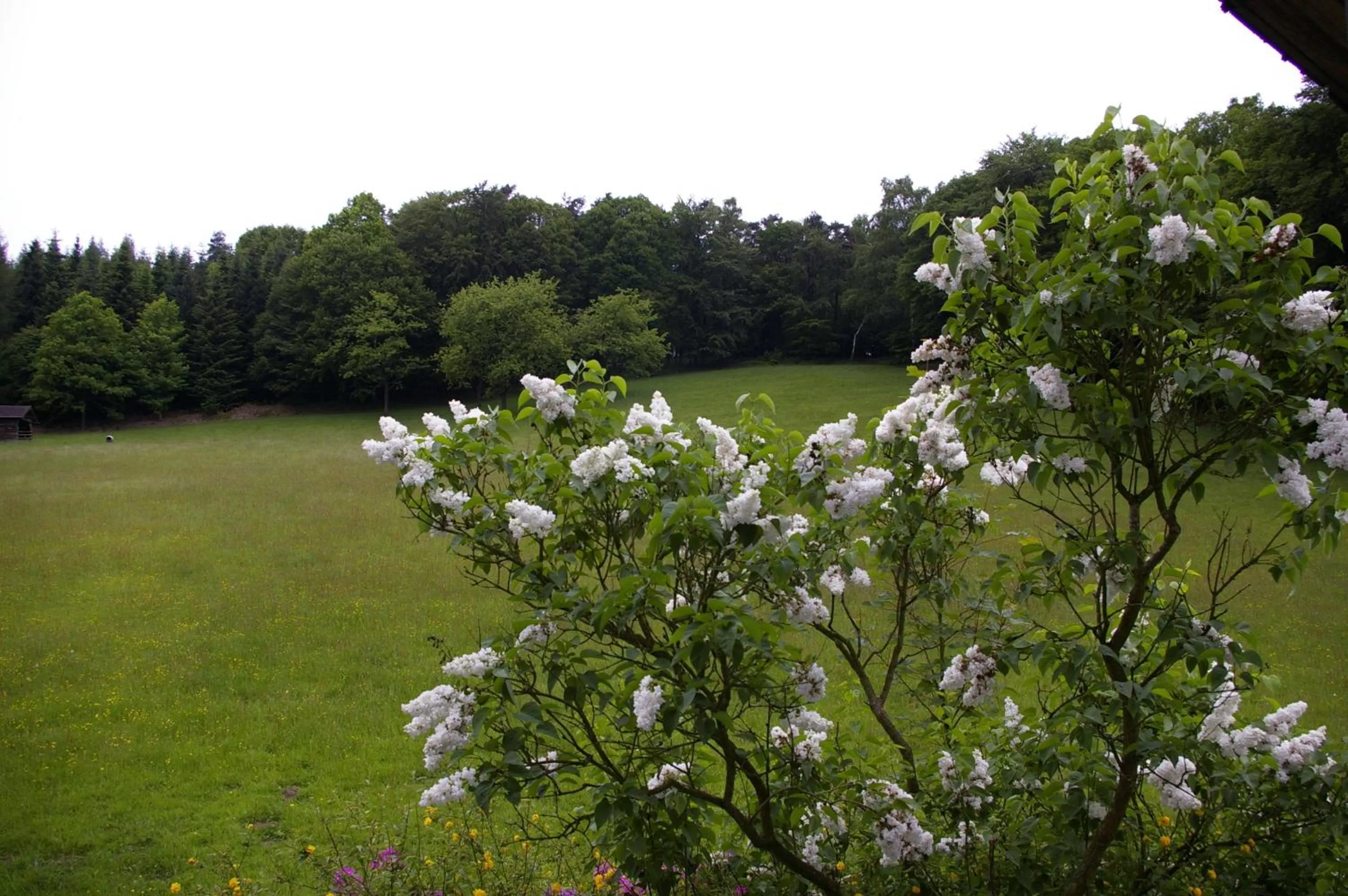 Natural landscape in Hotel Herrenrest