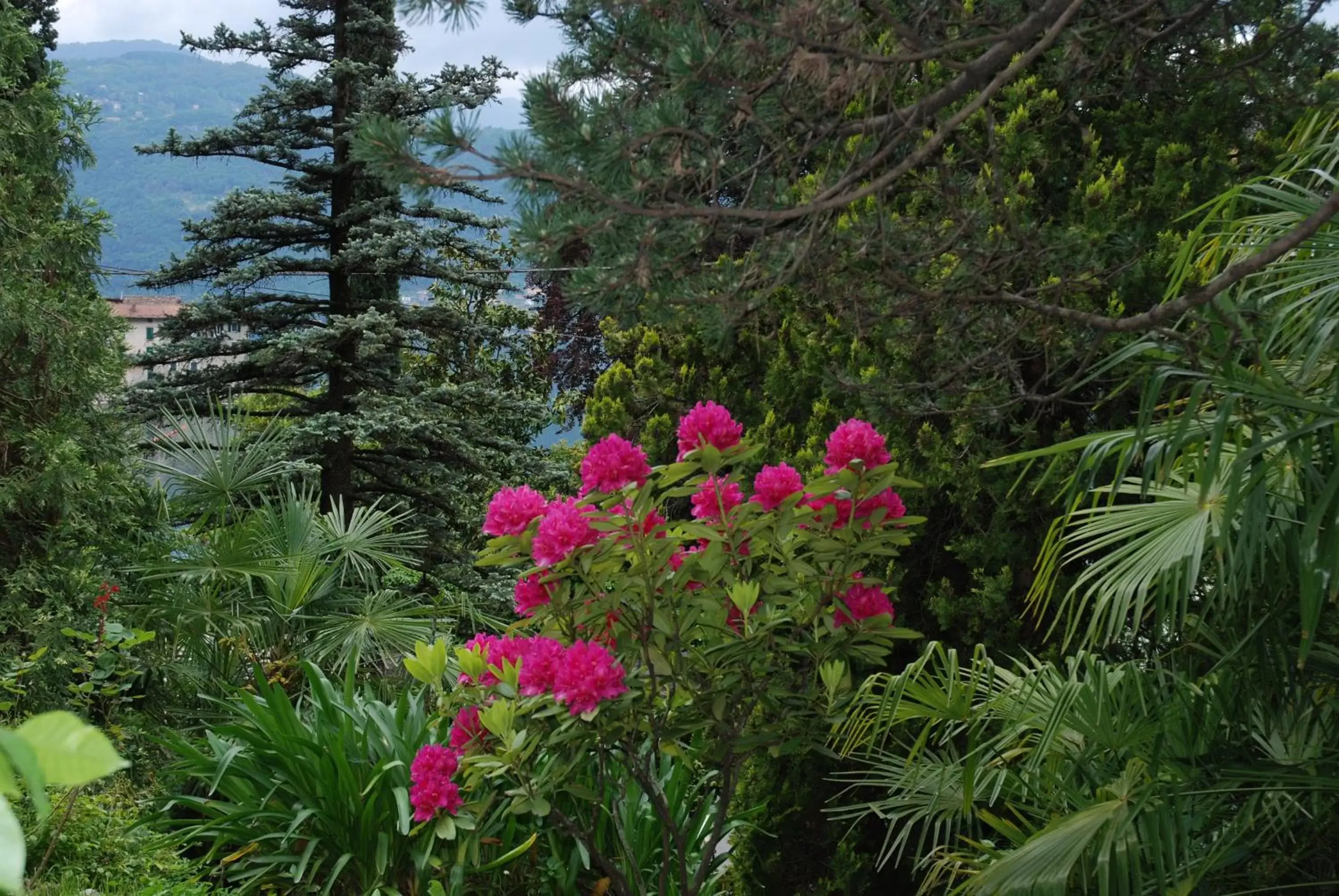 Garden in B&B Le Ortensie -Lago di Como
