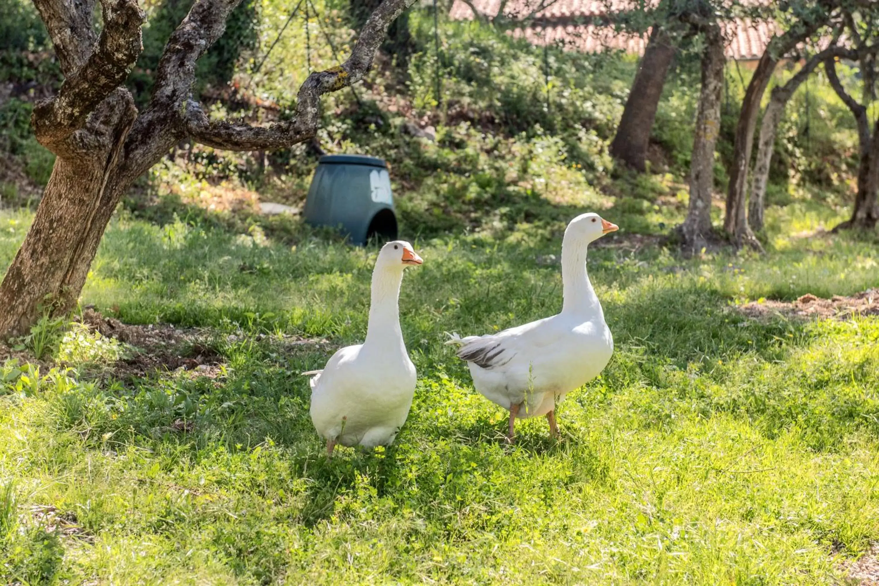 L'Agrifoglio di Assisi Residenza di Campagna