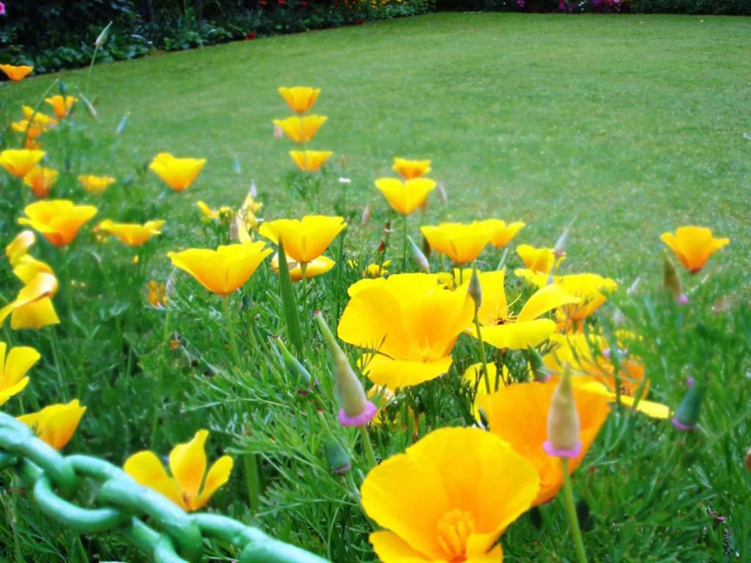 Garden in Ikraam Inn Bed & Breakfast