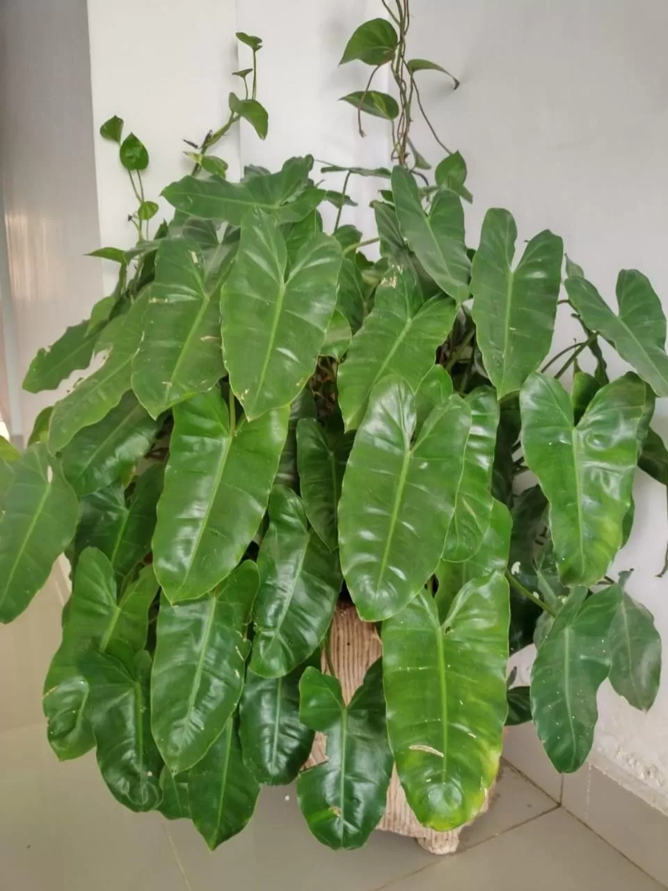 Decorative detail in 6 Park Retreat