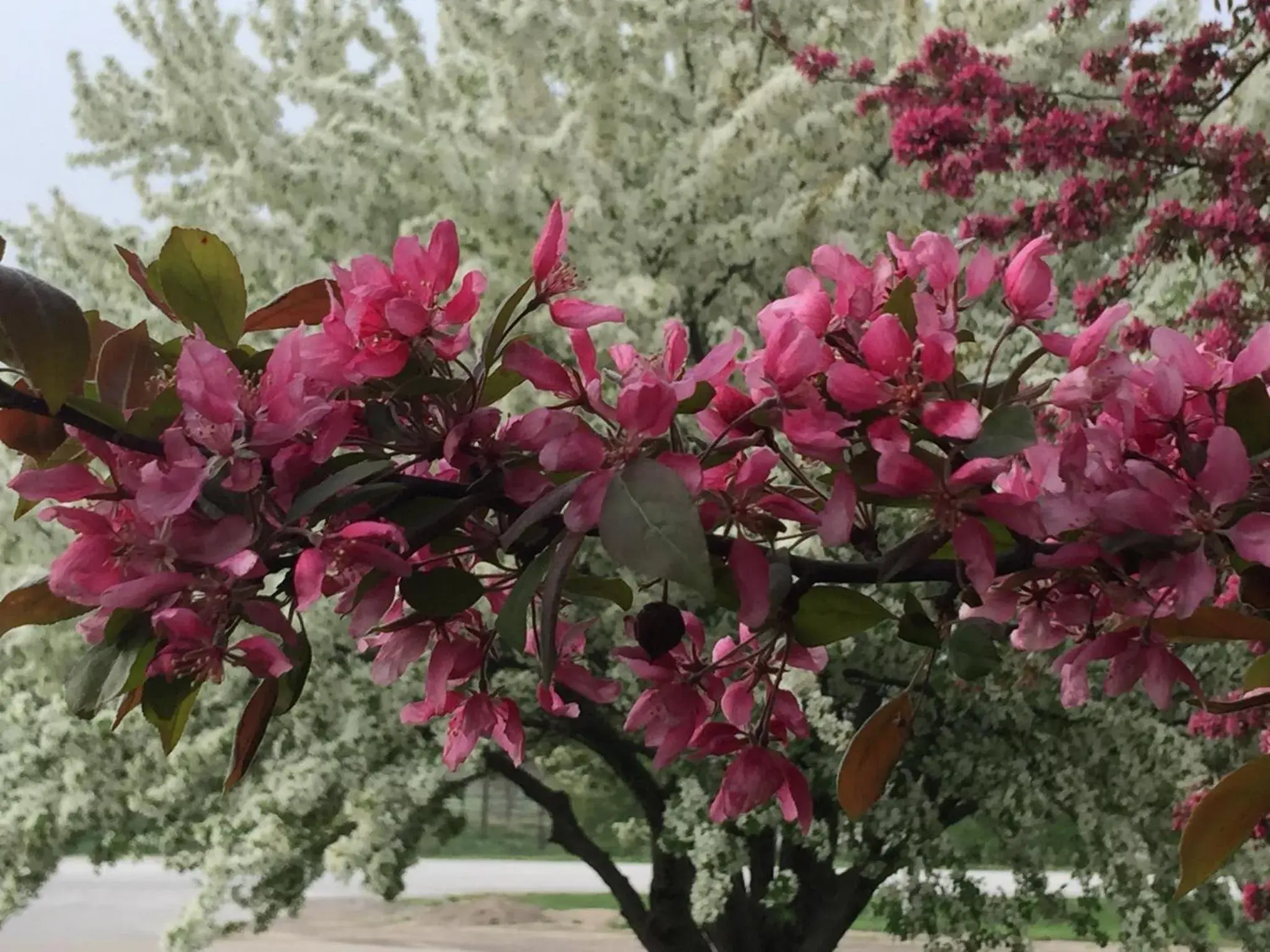 Spring in Crest Country Inn