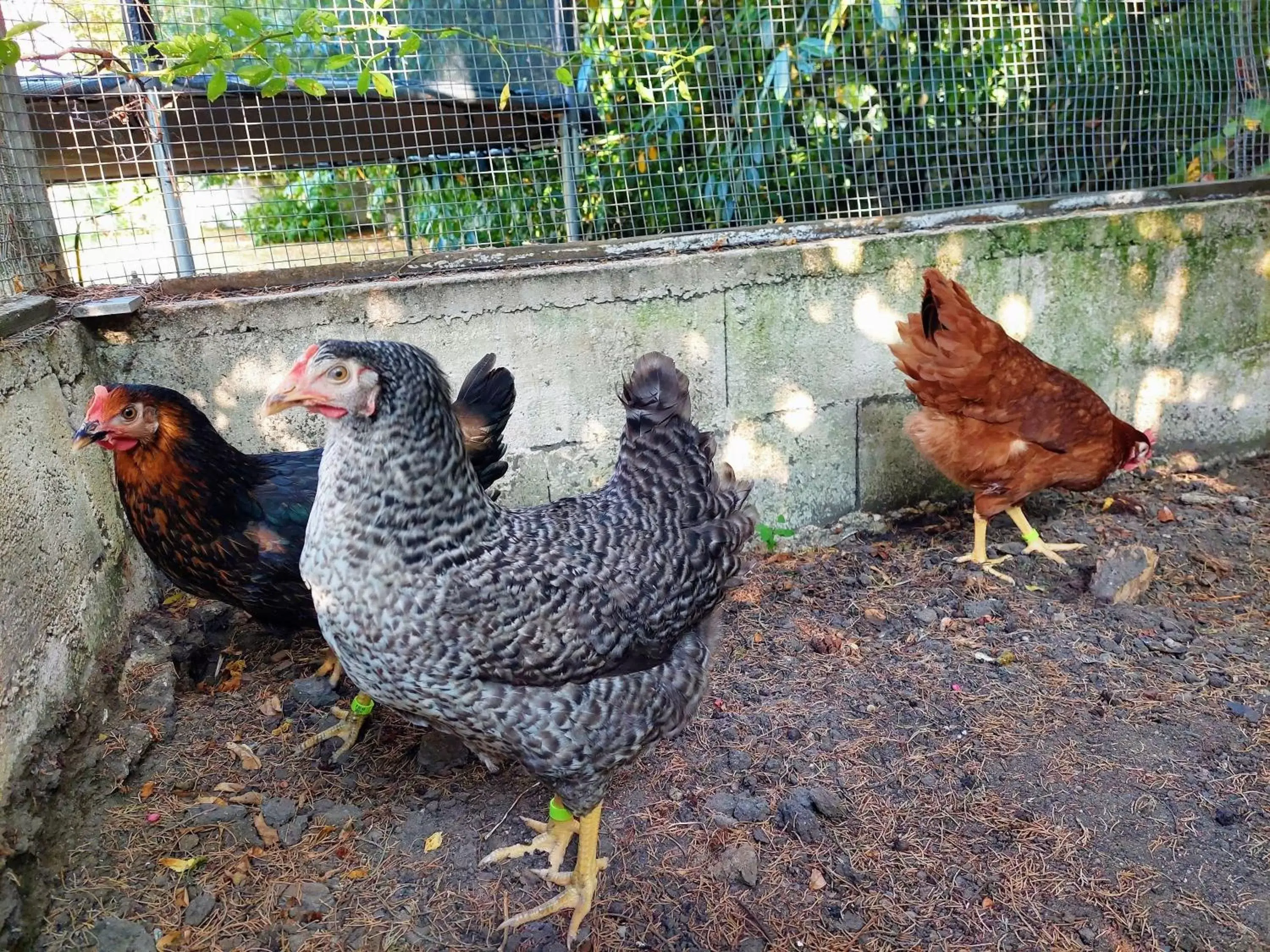 Garden, Other Animals in La Maucannière