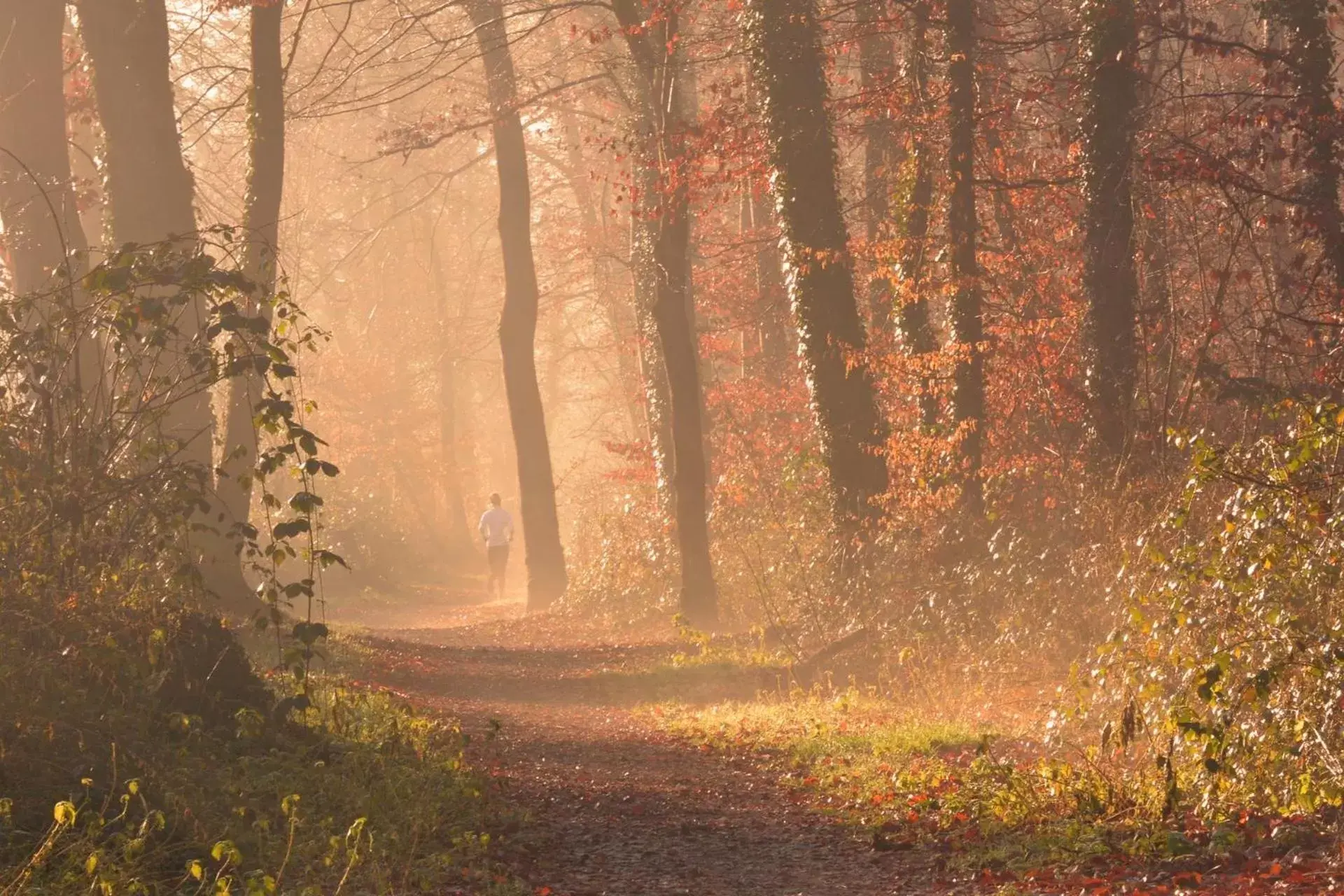 Natural landscape in Parkhotel Mastbosch Breda