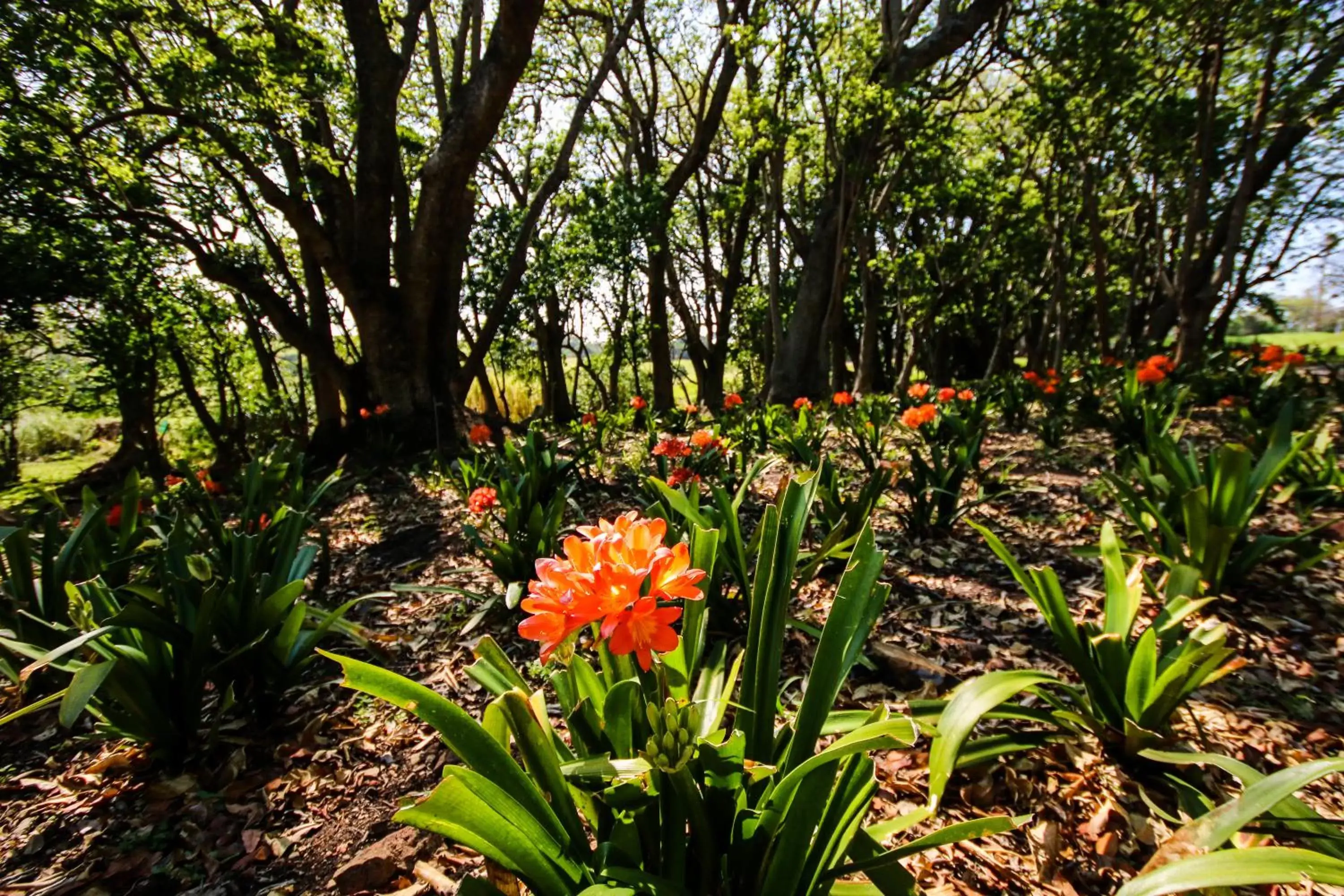 Garden in Hotel Olivewood