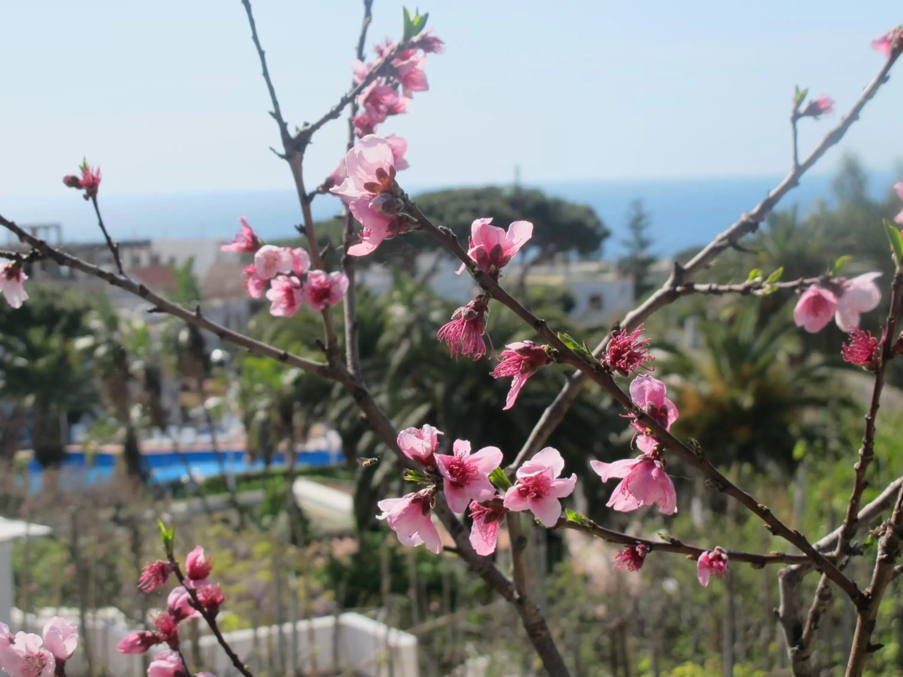 Garden in Aparthotel Villa Marinù