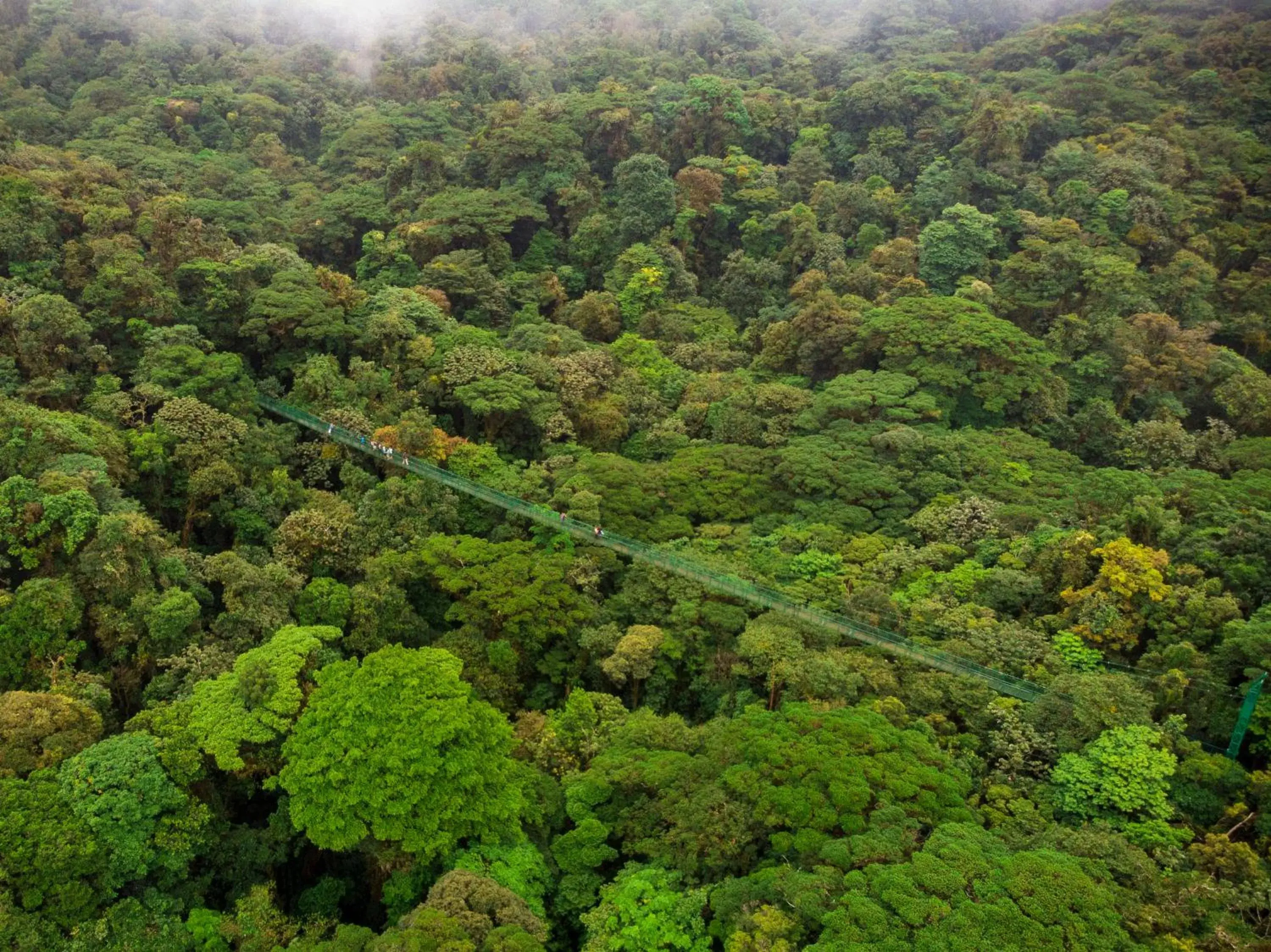 Natural landscape, Bird's-eye View in Hotel Ficus - Monteverde