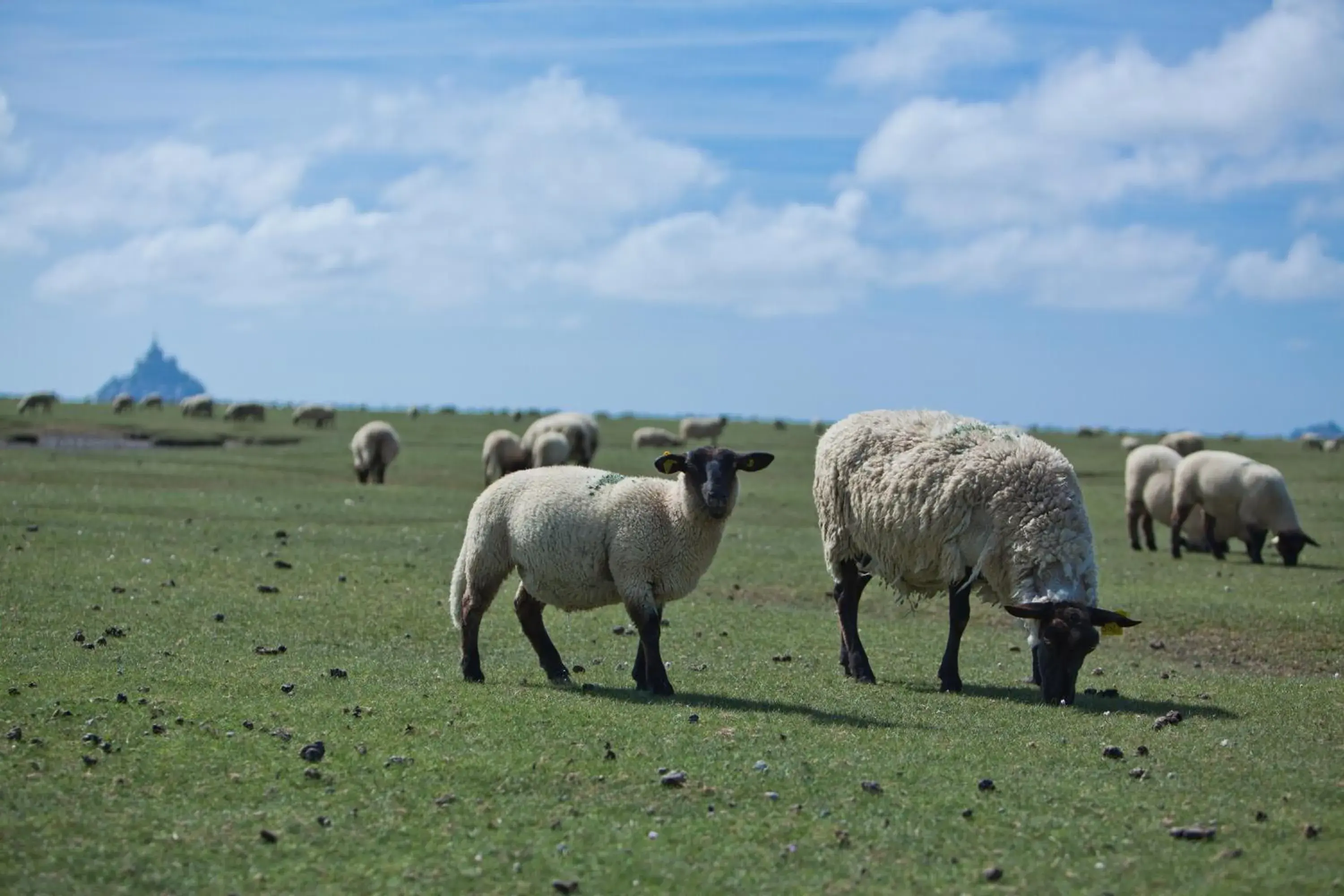 Animals, Other Animals in Le Mouton Blanc