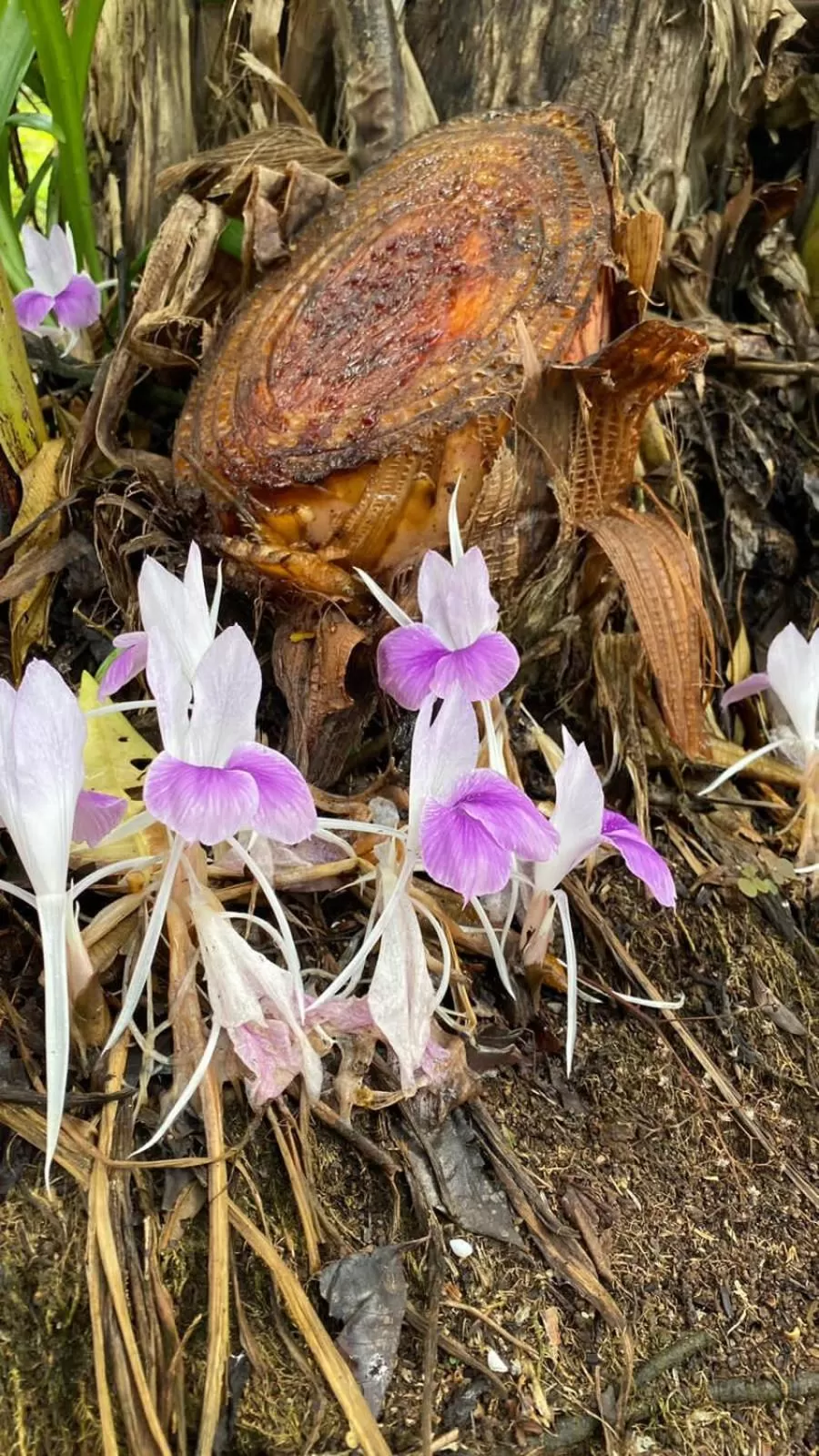 Animals, Other Animals in La Ceiba Tree Lodge