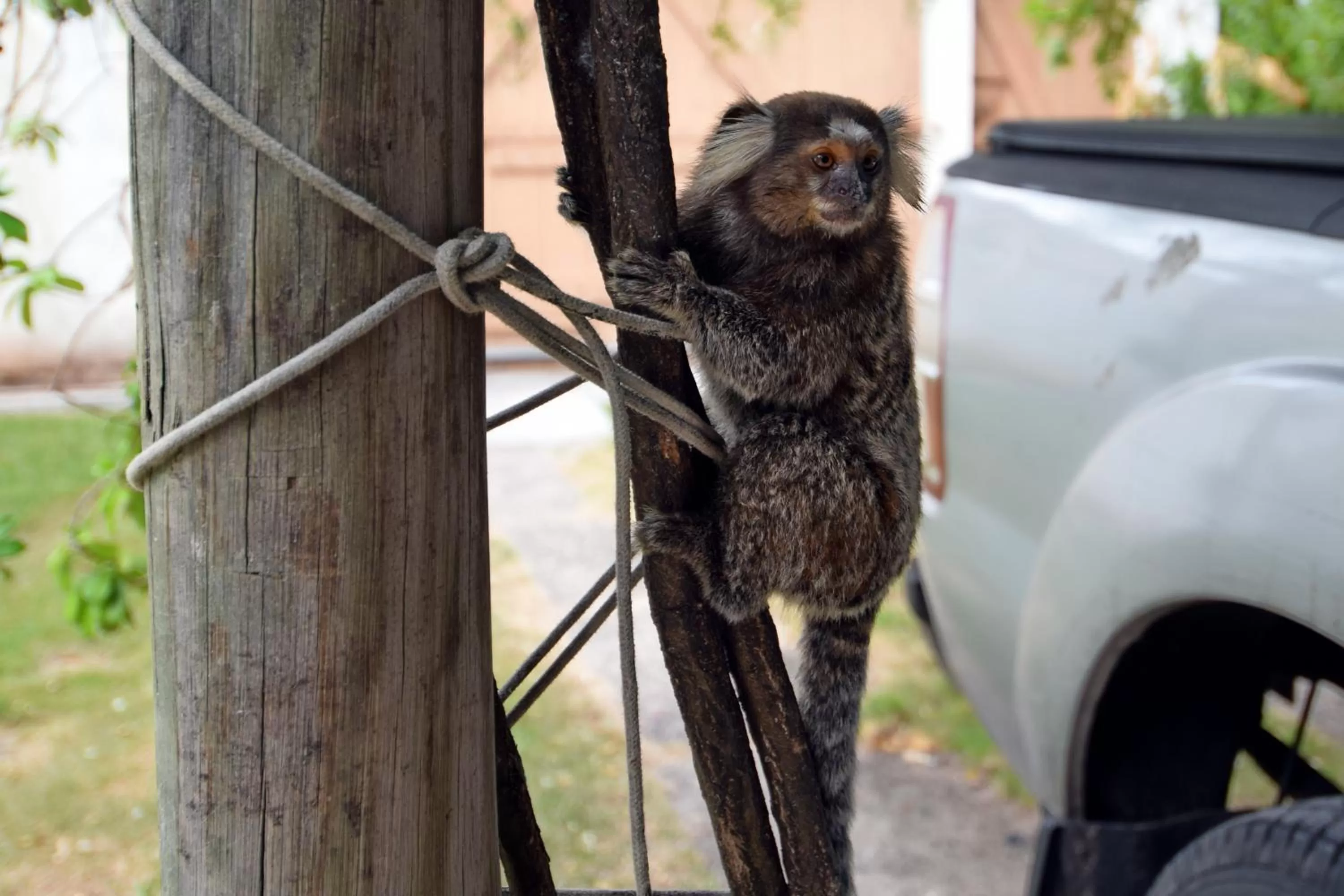 Animals in Pousada Ipitanga IV