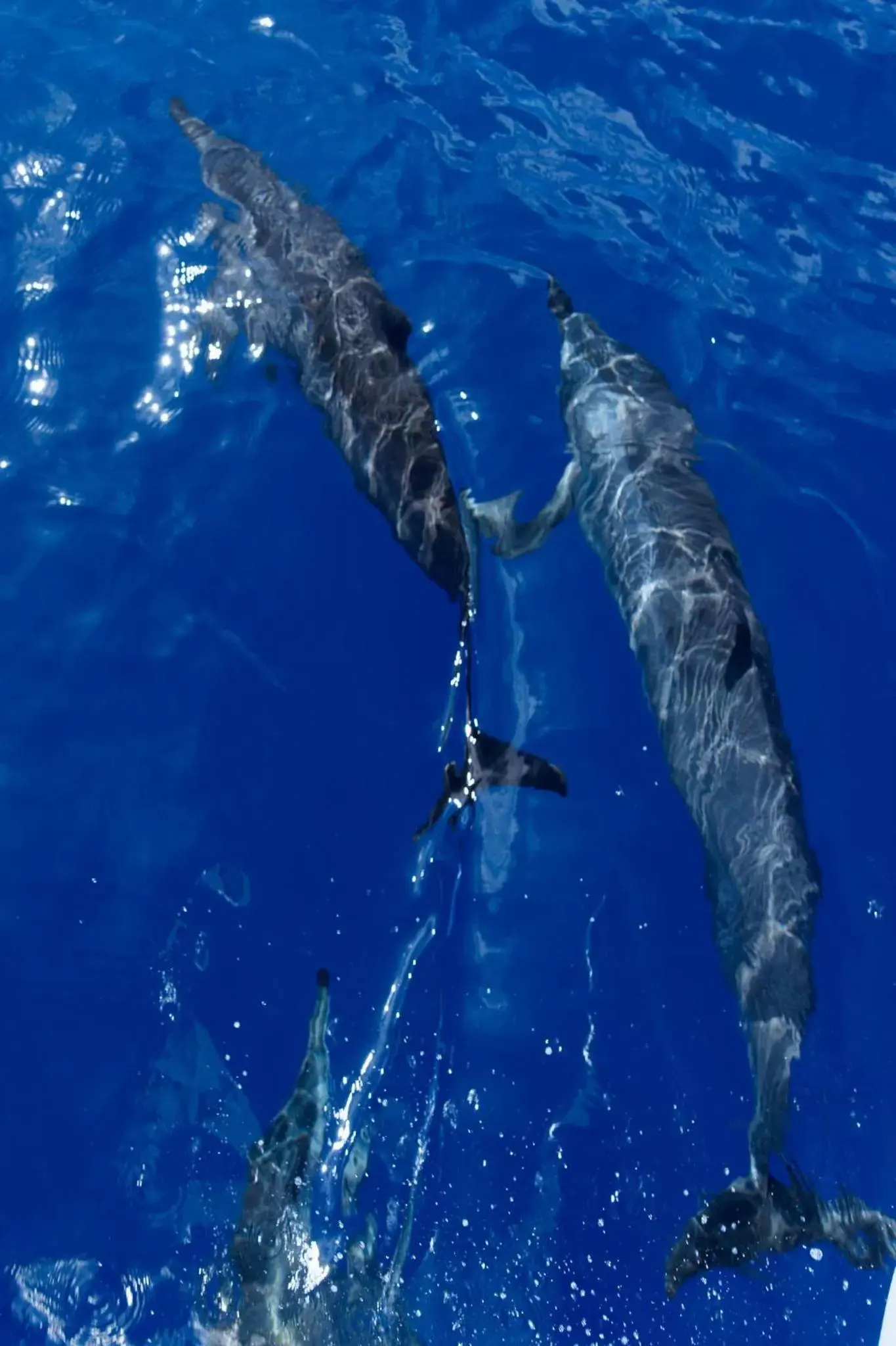 Activities, Other Animals in Canareef Resort Maldives