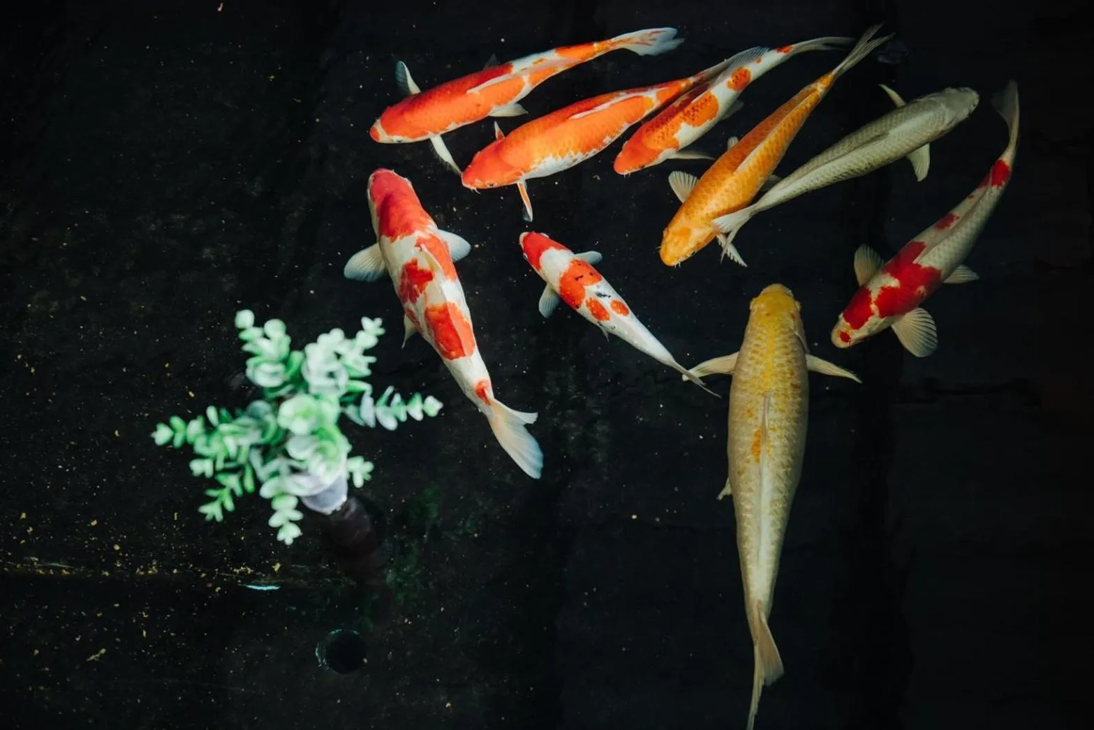 Animals in Old Town Chiangmai Boutique