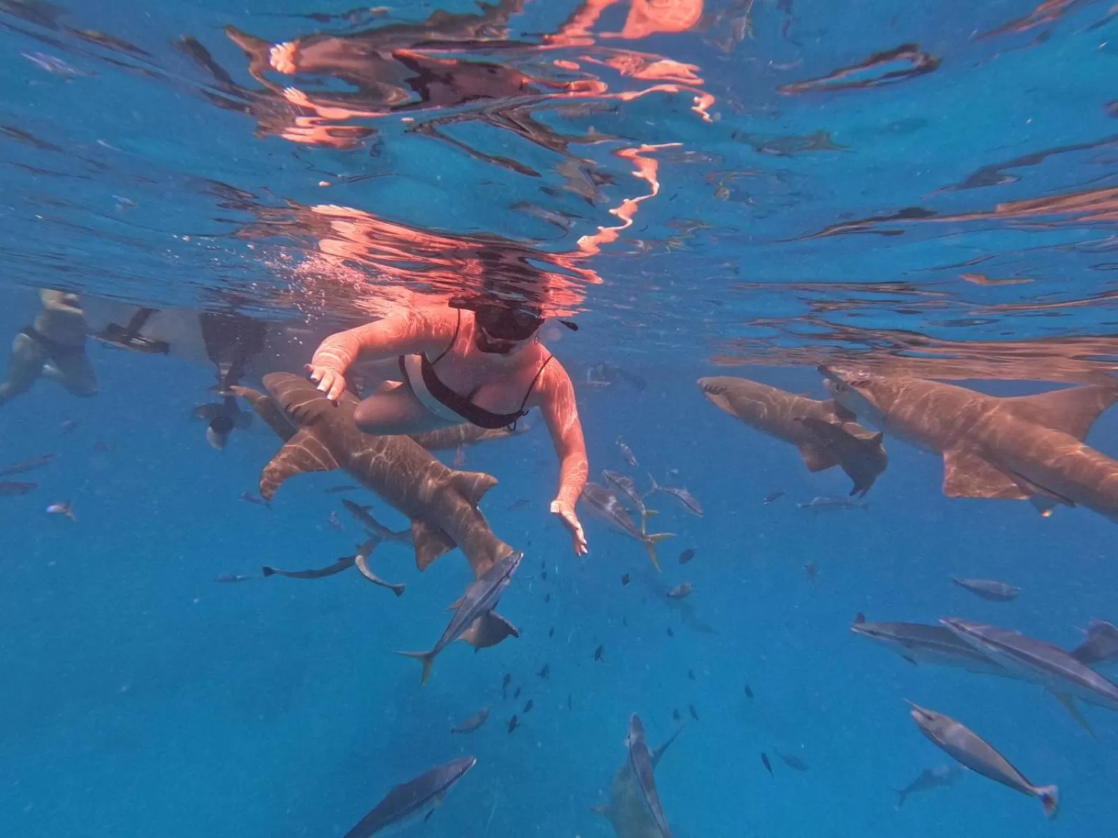 Snorkeling in Araamview