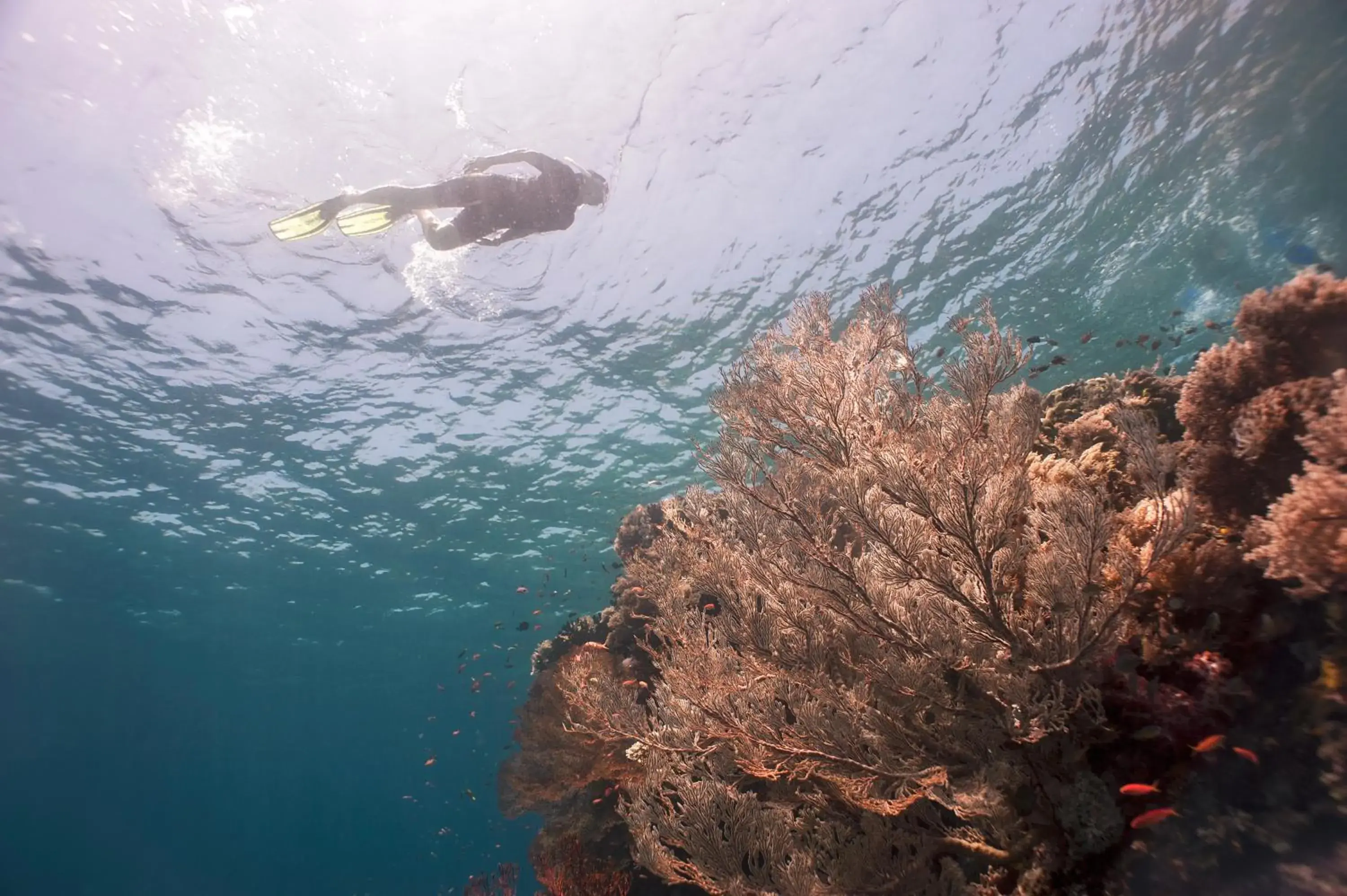 Snorkeling, Other Animals in Kokomo Resort Gili Gede