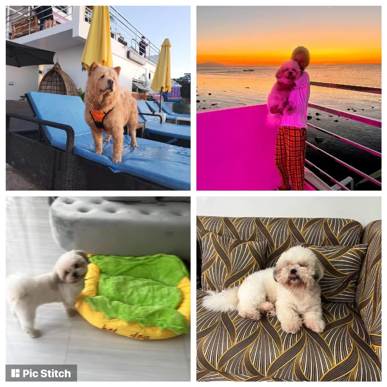 Pets in The Philip Ann Resort