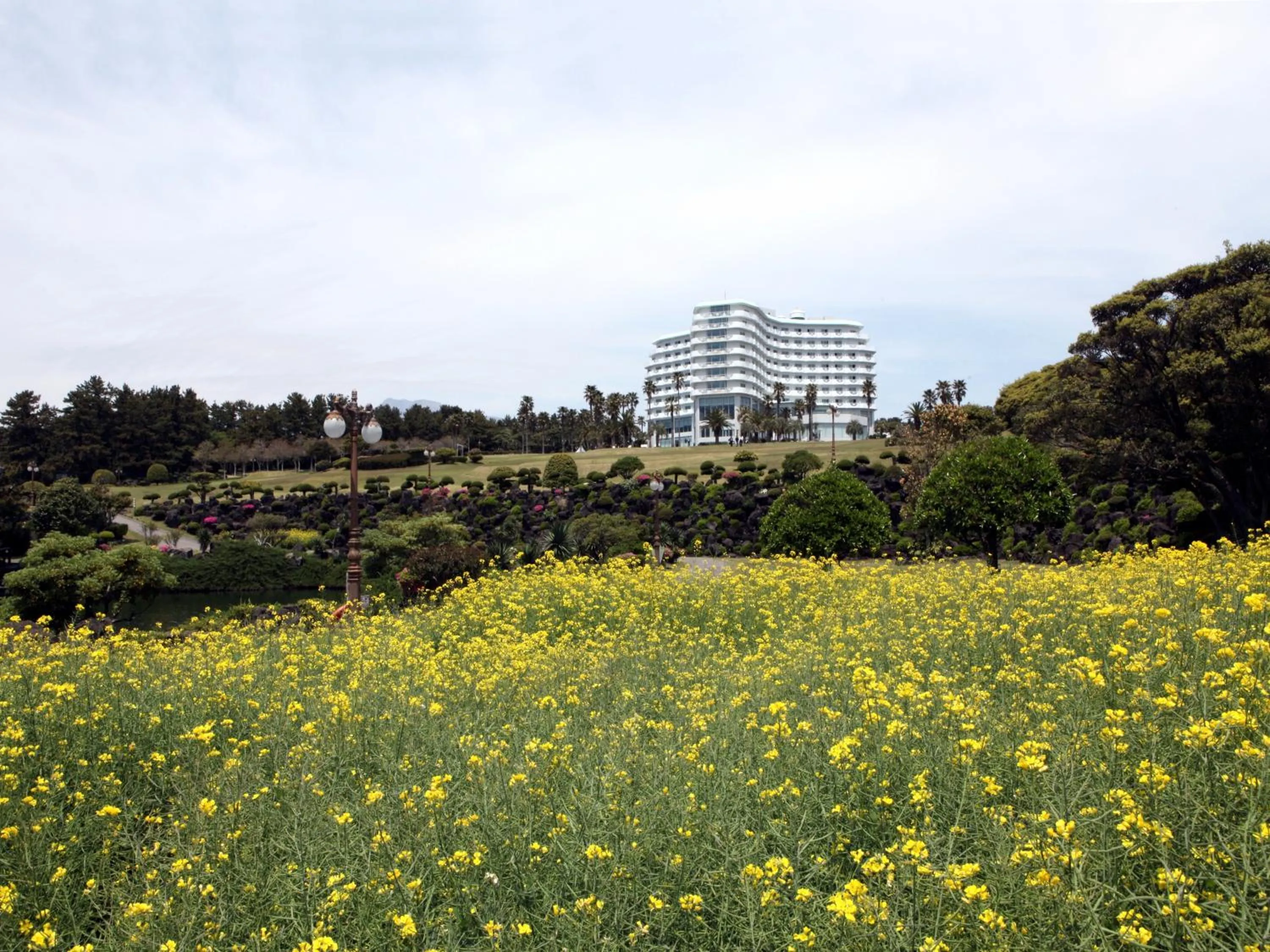 Spring in Seogwipo KAL Hotel