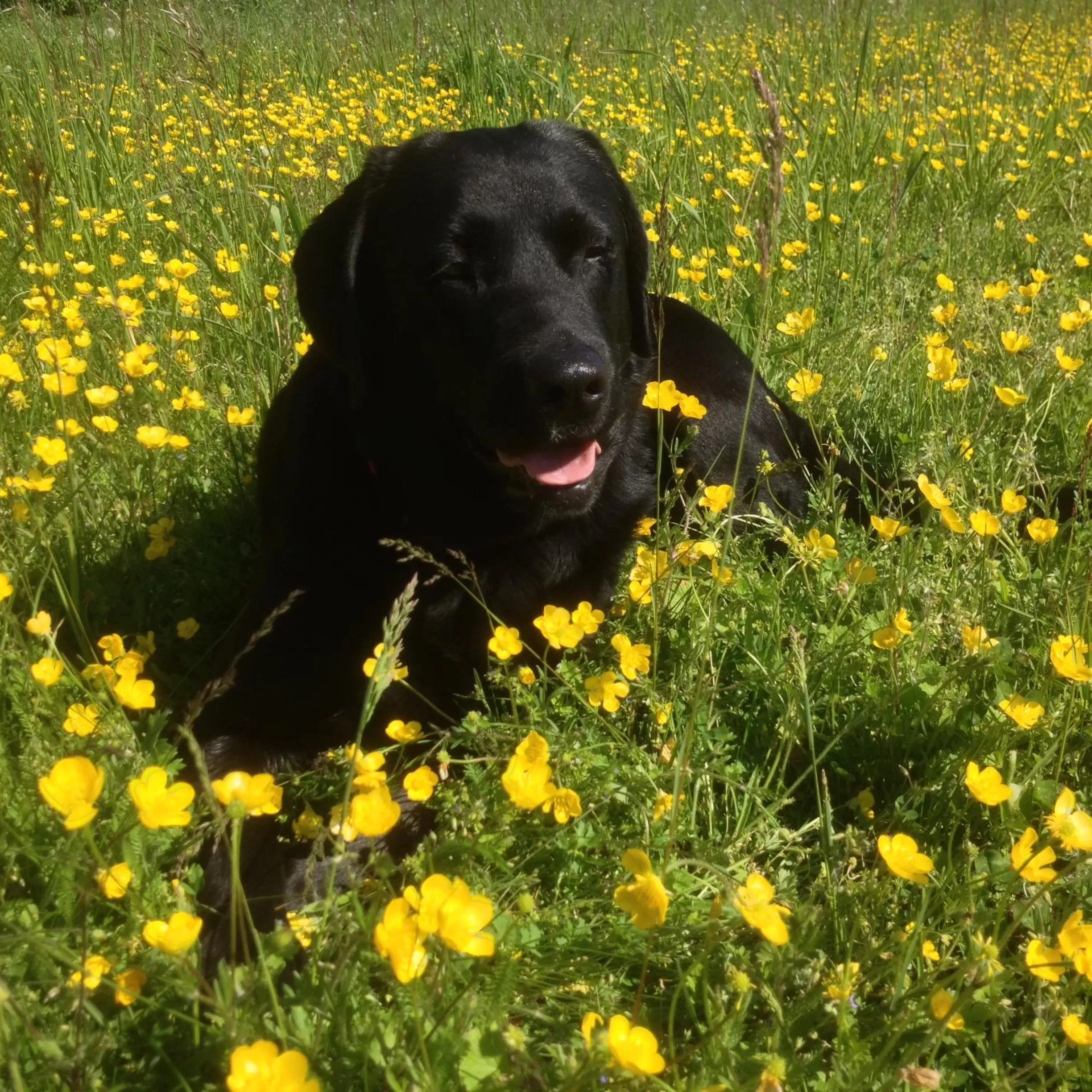 Hiking in Gasthof Teufl