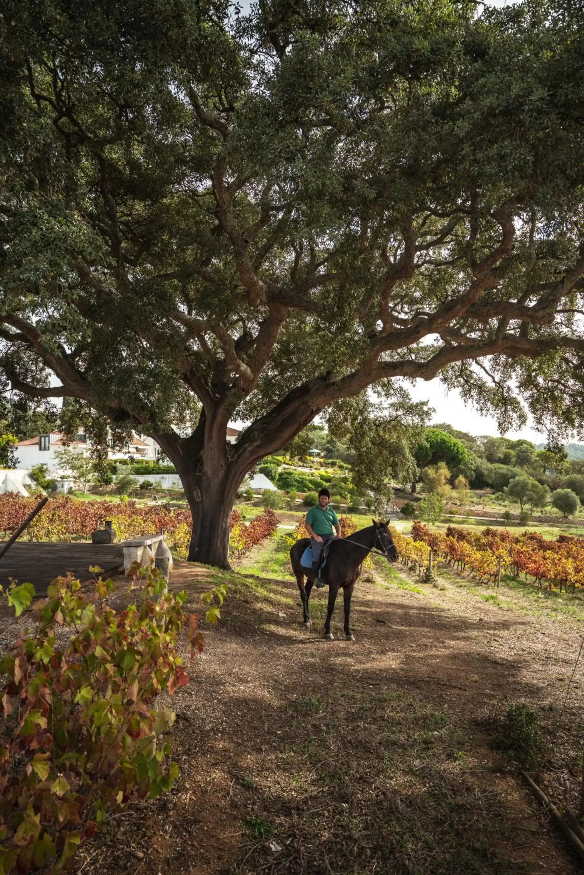 Horse-riding, Horseback Riding in Hotel Casa Palmela - Small Luxury Hotels of The World, Hotel & Villas